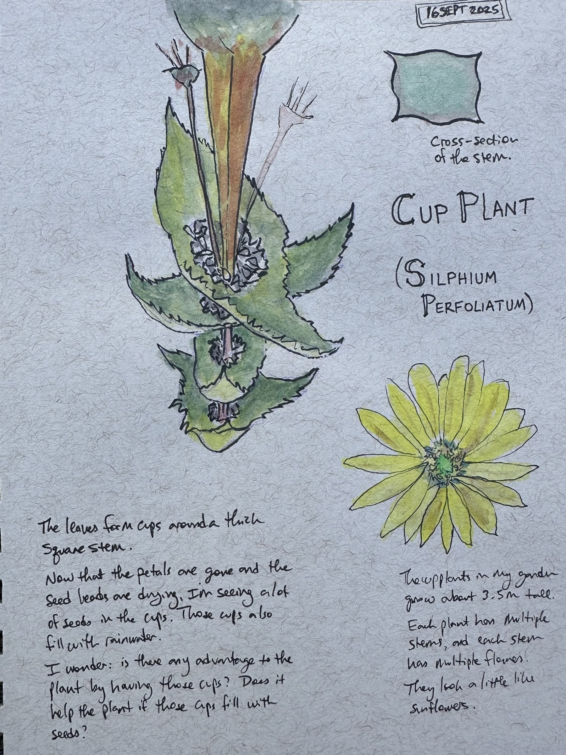 A botanical sketch of a cup plant (Silphium perfoliatum) includes cross-section details, a flower, and handwritten notes.