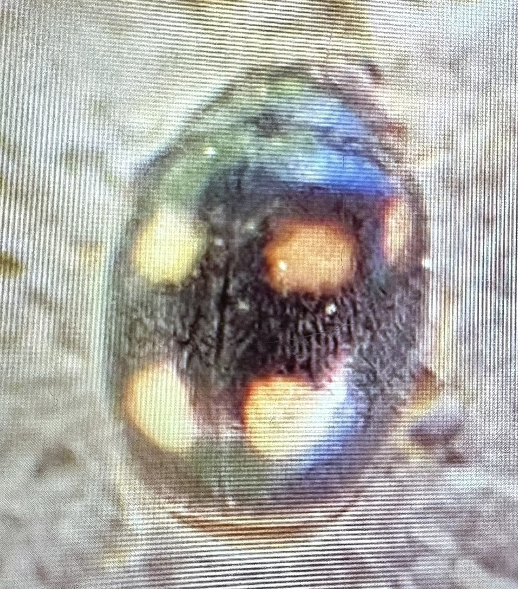 A close-up view of a beetle with shiny, colorful spots on its back.