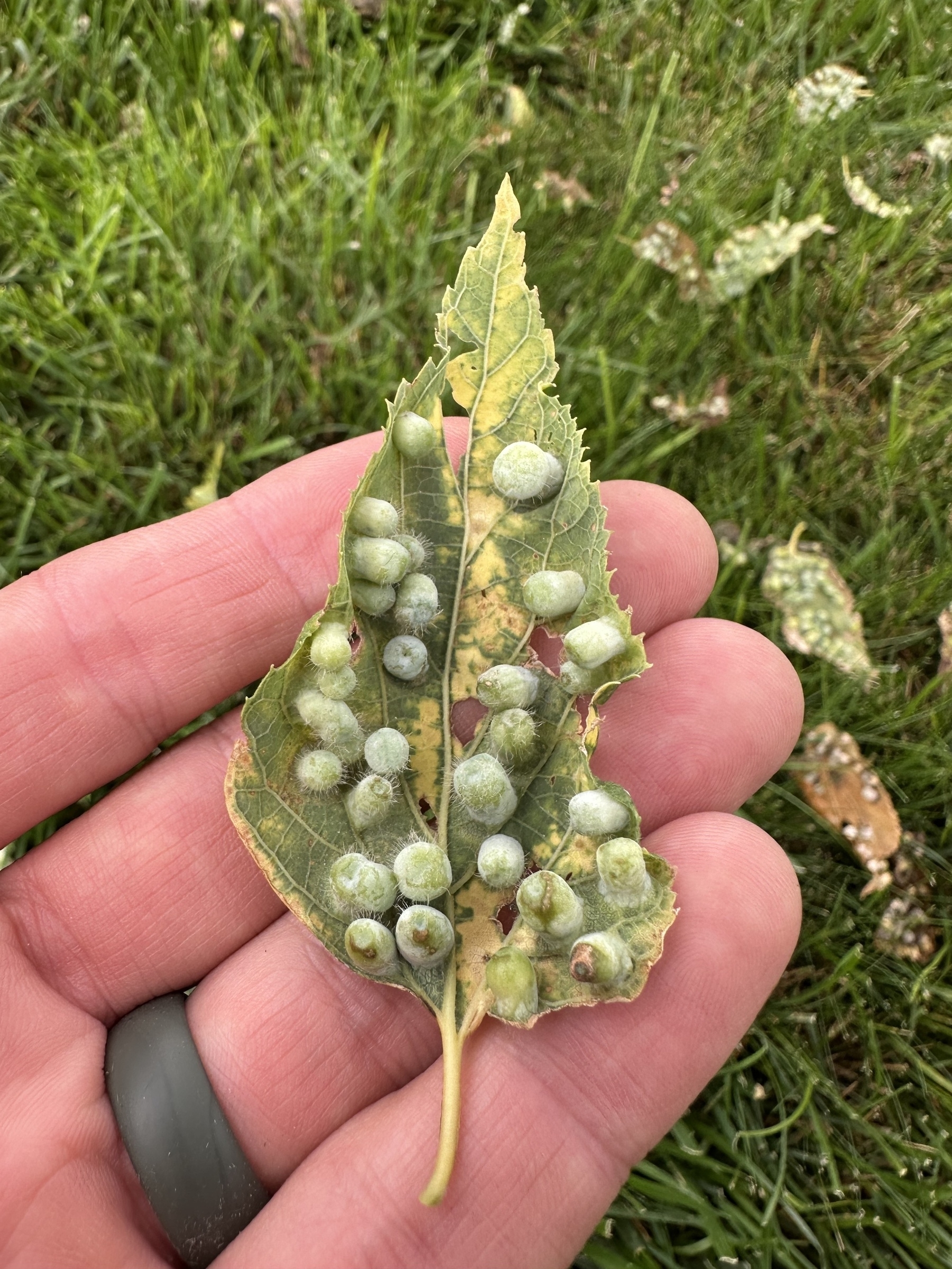 A hand is holding a leaf covered in small, round growths while standing over grass.