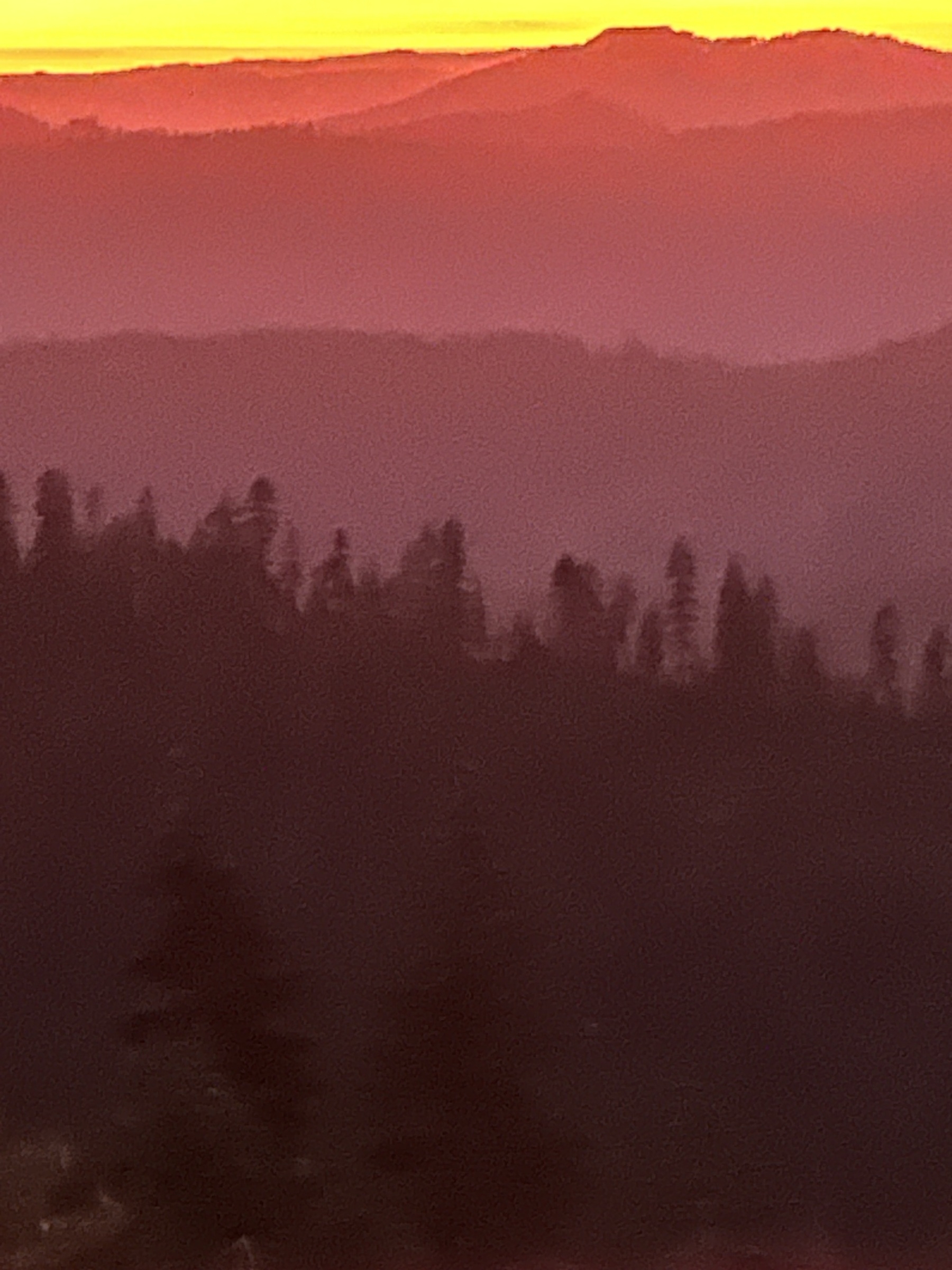 Auto-generated description: A misty landscape features a silhouette of trees against a gradient sky with hues of pink, orange, and red, bordered by distant rolling hills.