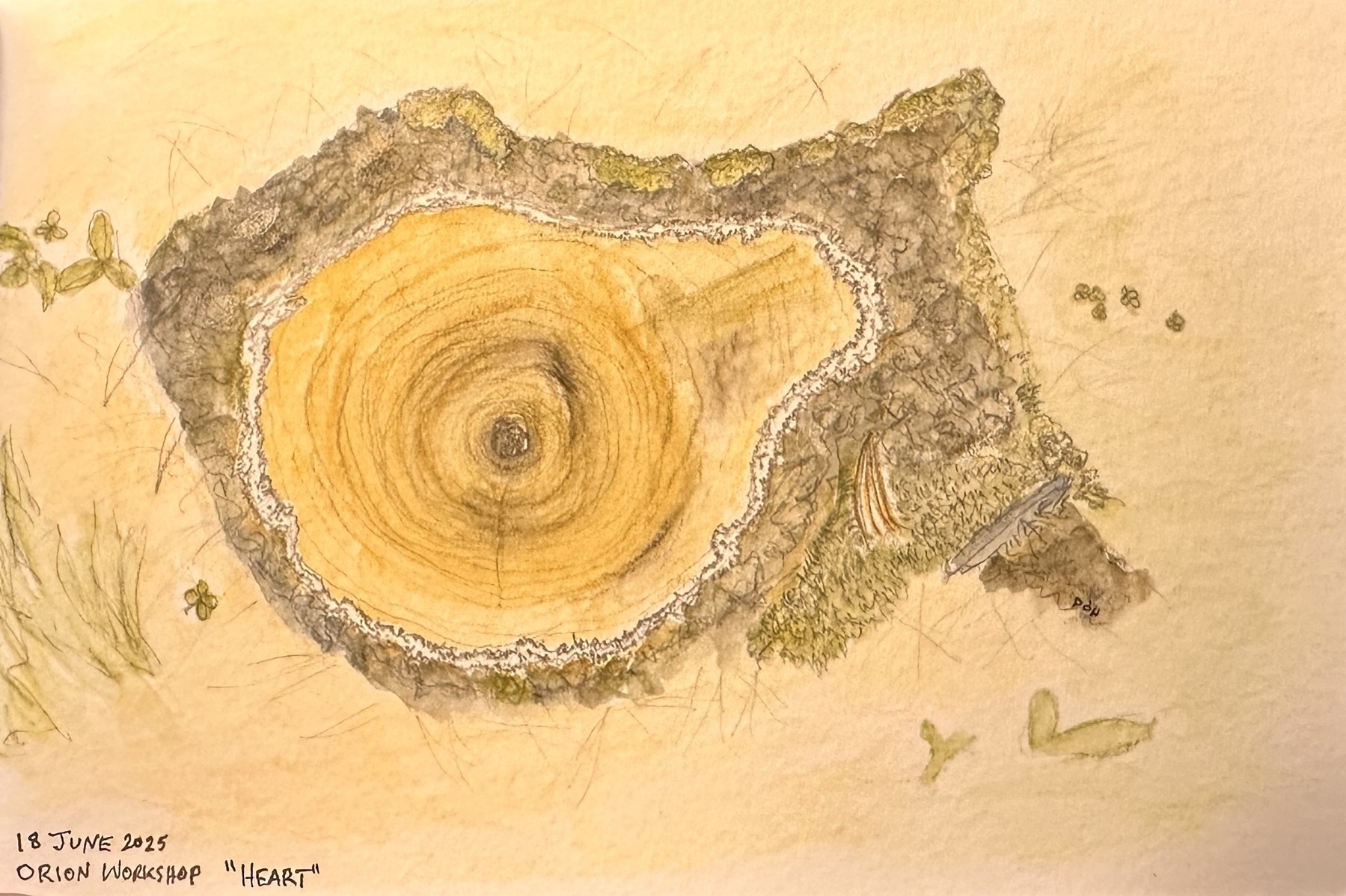 A detailed drawing depicts a cross-section of a tree trunk surrounded by textured bark and subtle plant details.