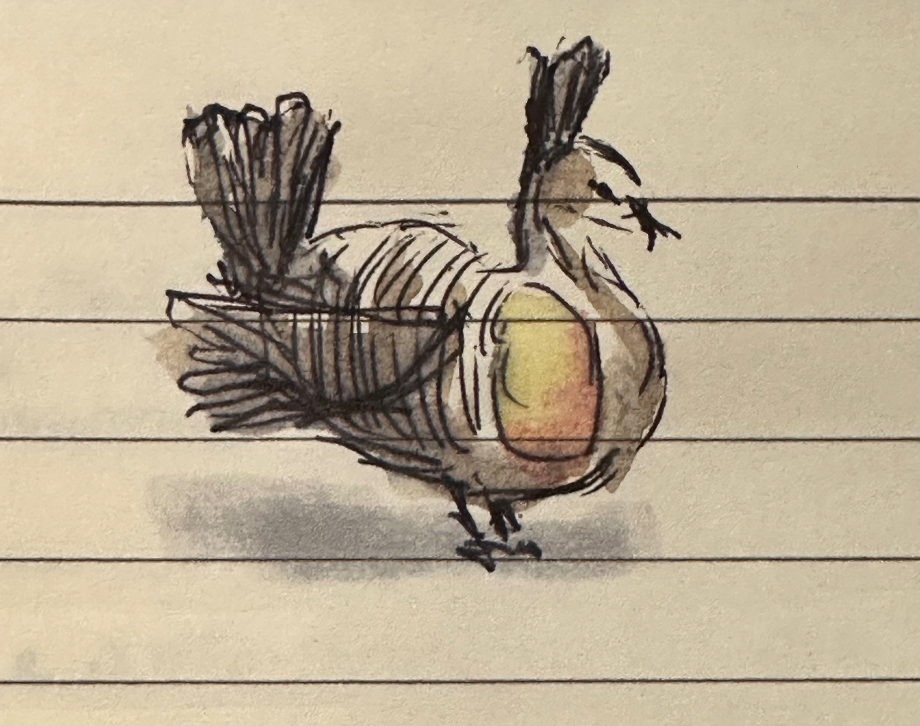 A whimsical sketch of a bird with bold lines and subtle color hints appears on lined paper.