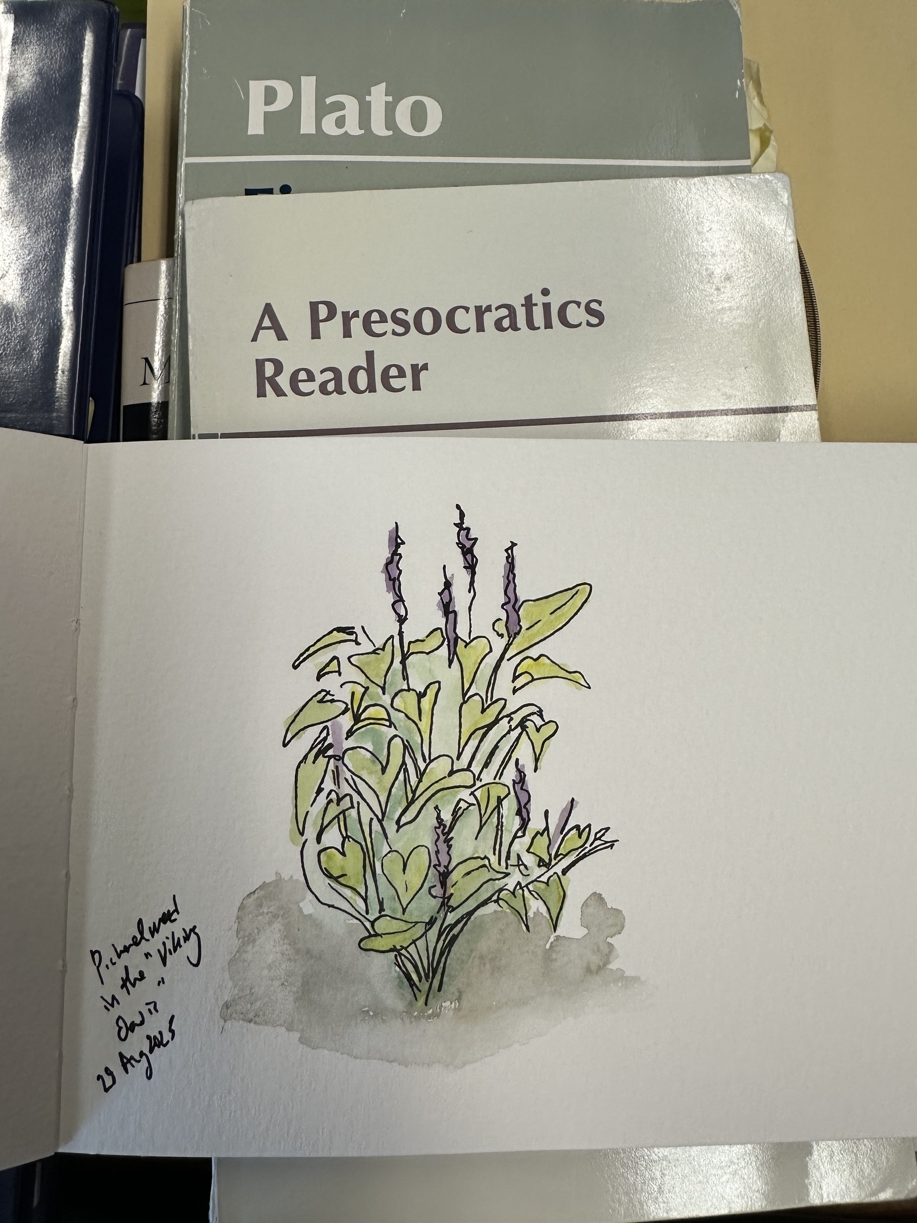 A sketchbook has a rough sketch and watercolor of pickerelweed along with a description of the location and date. The sketchbook is on top of several philosophy books. 