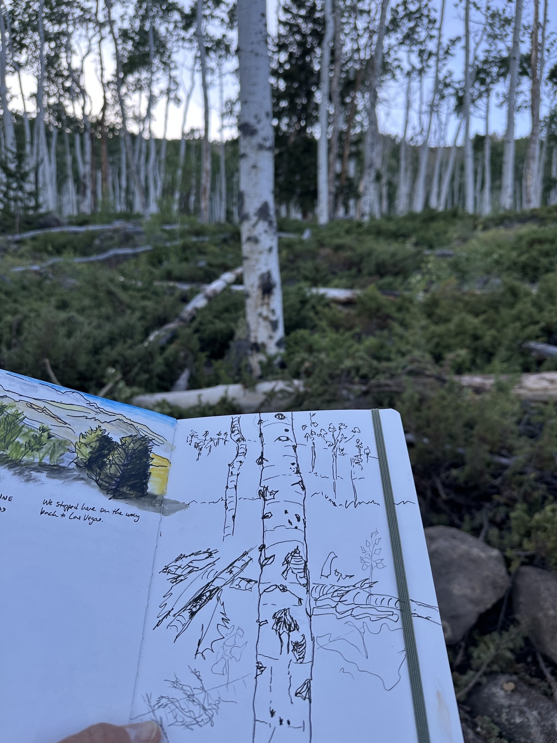 A sketchbook featuring a drawing of trees is being held up in front of a forest landscape with white aspen trees.