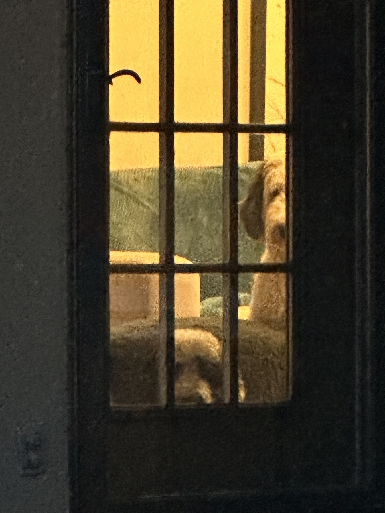 Two white and gray dogs look through a glass door. The interior is soft yellow light. The exterior is dark. One dog is lying down, the other is standing up. Two dogs are looking out through a window with a grid pattern.