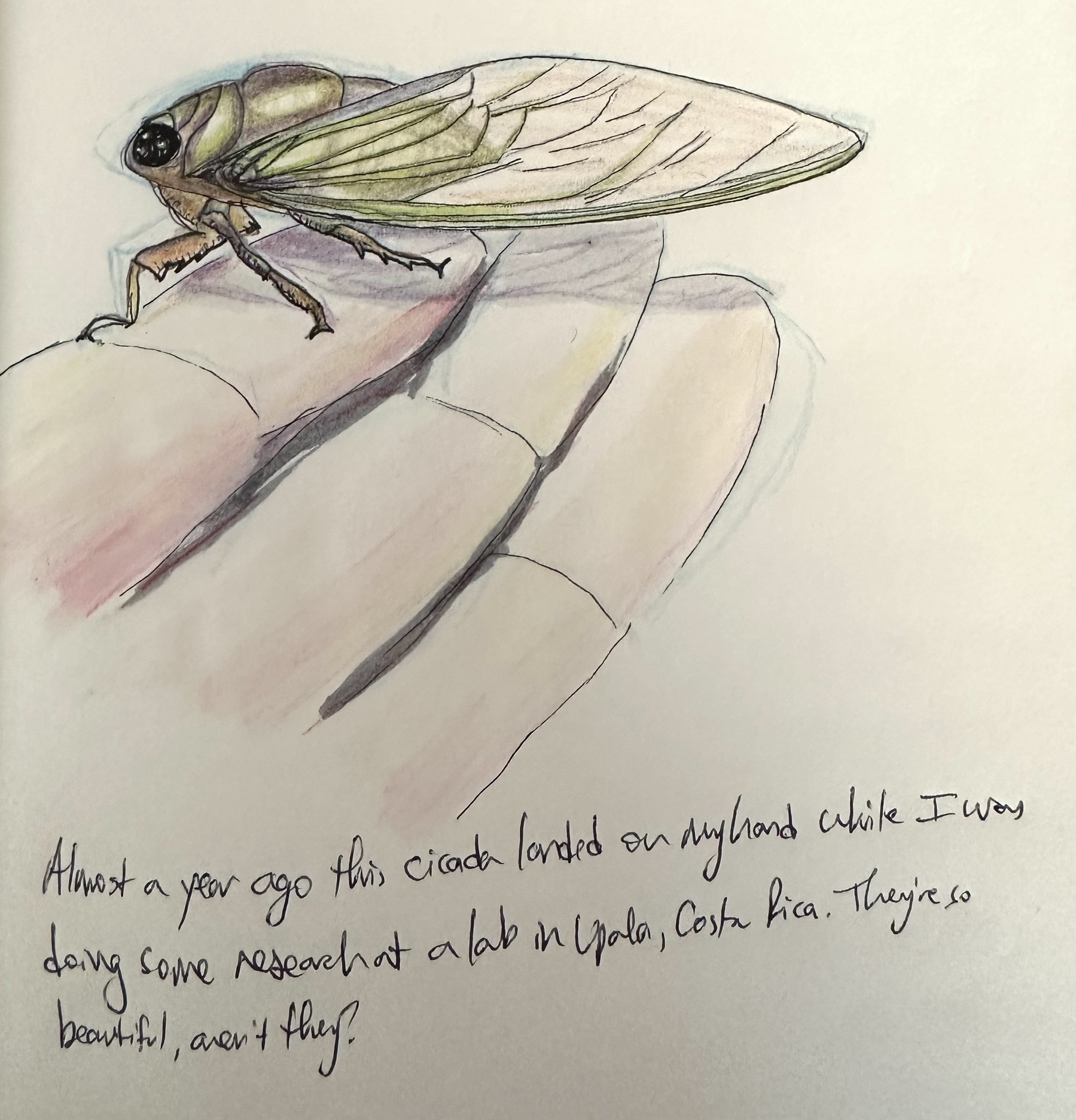 A hand-drawn cicada is perched on a hand with a handwritten note describing the experience in Costa Rica.