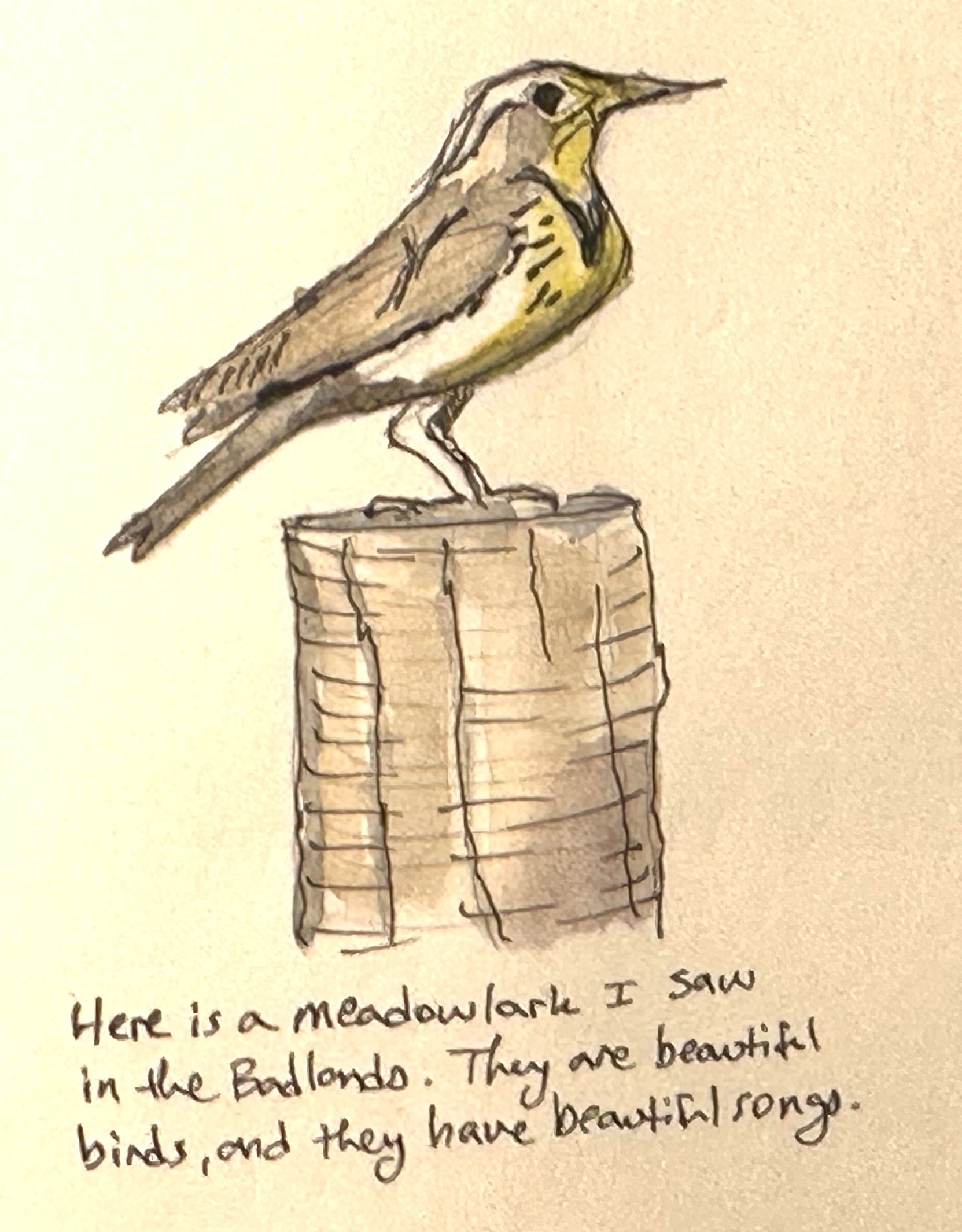 A hand-drawn illustration of a meadowlark perched on a wooden post is accompanied by a handwritten note describing the bird's beauty and song.