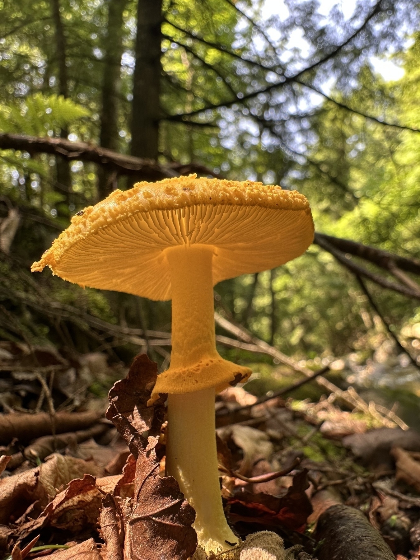 A vibrant yellow mushroom grows on a forest floor surrounded by fallen leaves and dappled sunlight.