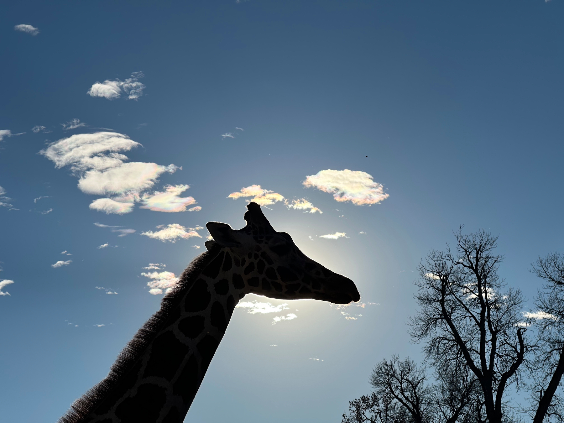 A silhouette of a giraffe's head is set against a bright sky with scattered clouds and bare trees.
