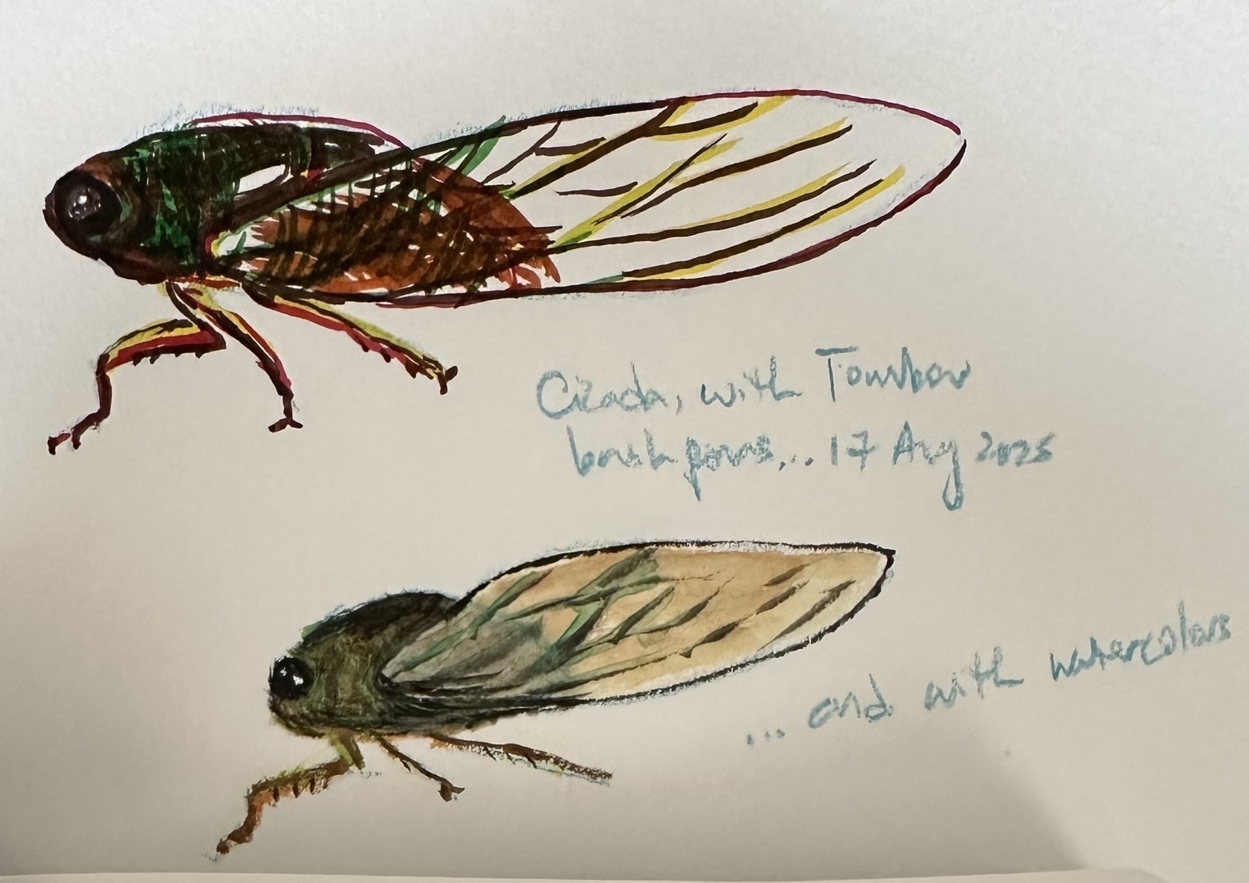 Two cicadas are drawn, one with colored brush pens and the other with watercolors.