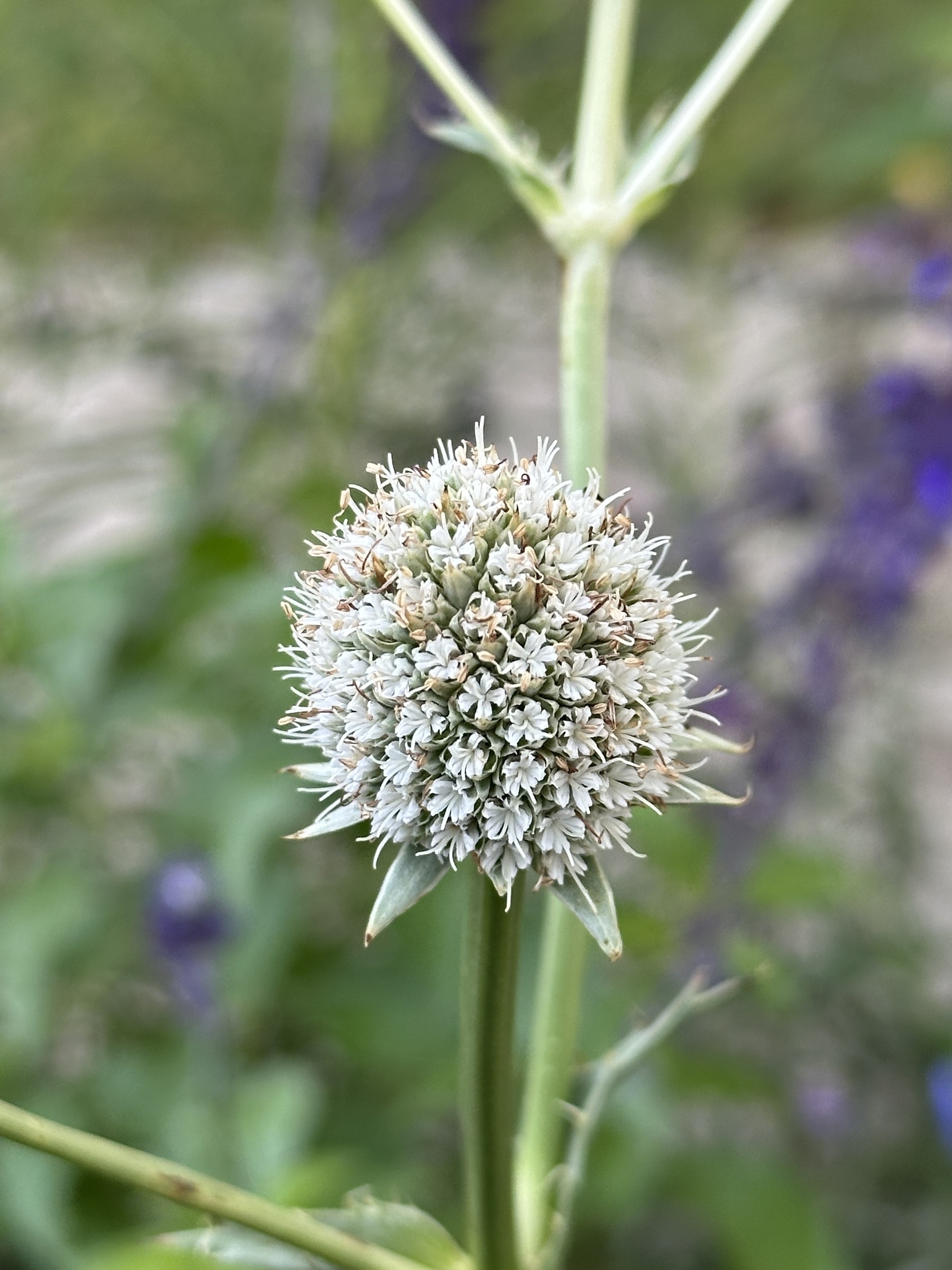 A spherical flower head with tiny white blossoms is set against a background of blurred greenery.