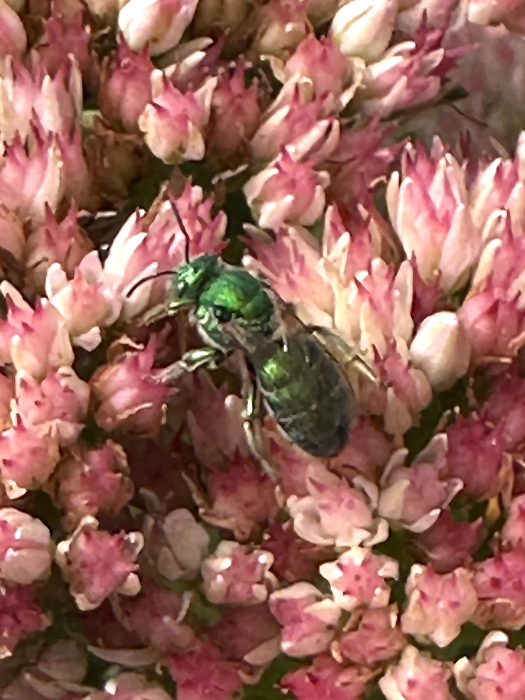 A vibrant green bee is perched on a cluster of pink stonecrop flowers.
