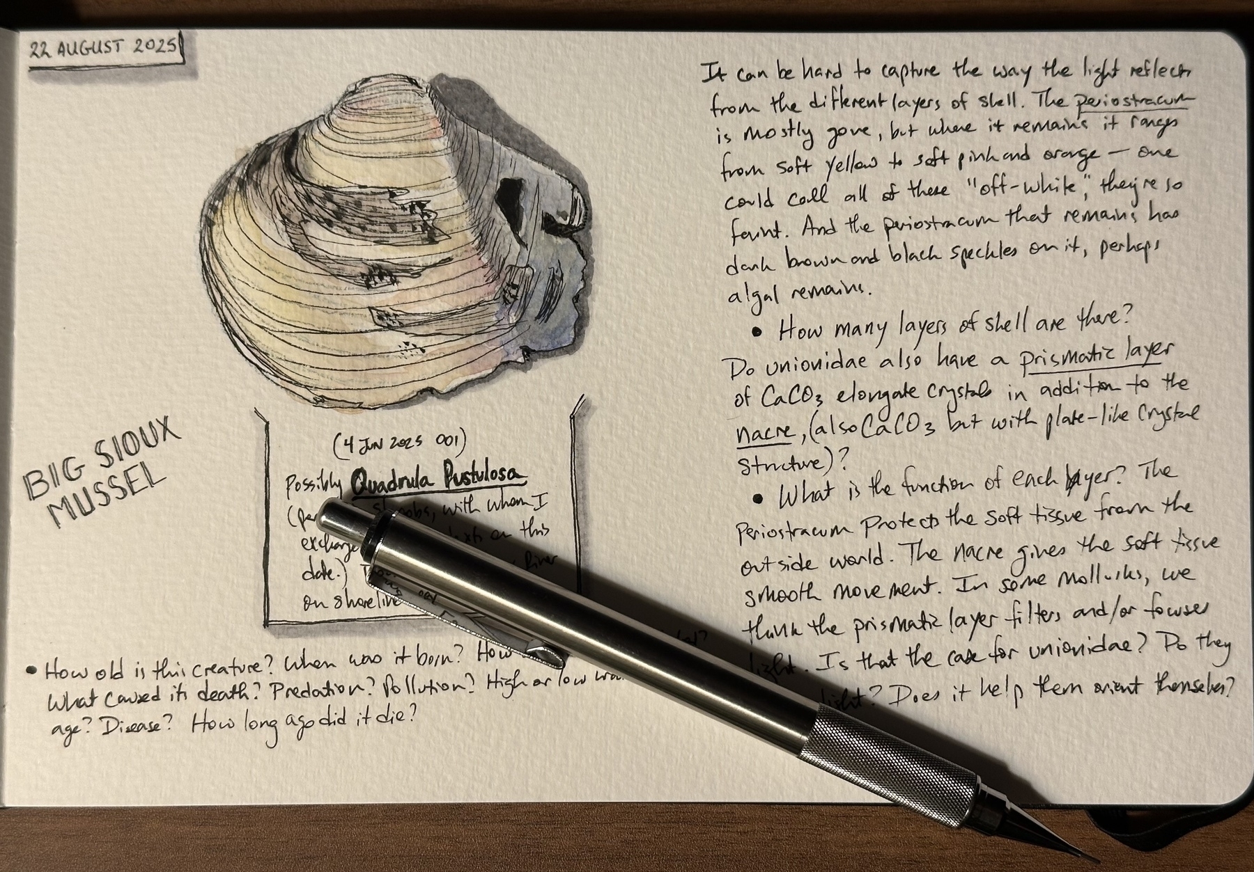A sketch of a Big Sioux Mussel shell is accompanied by handwritten notes and a mechanical pencil resting on the paper.