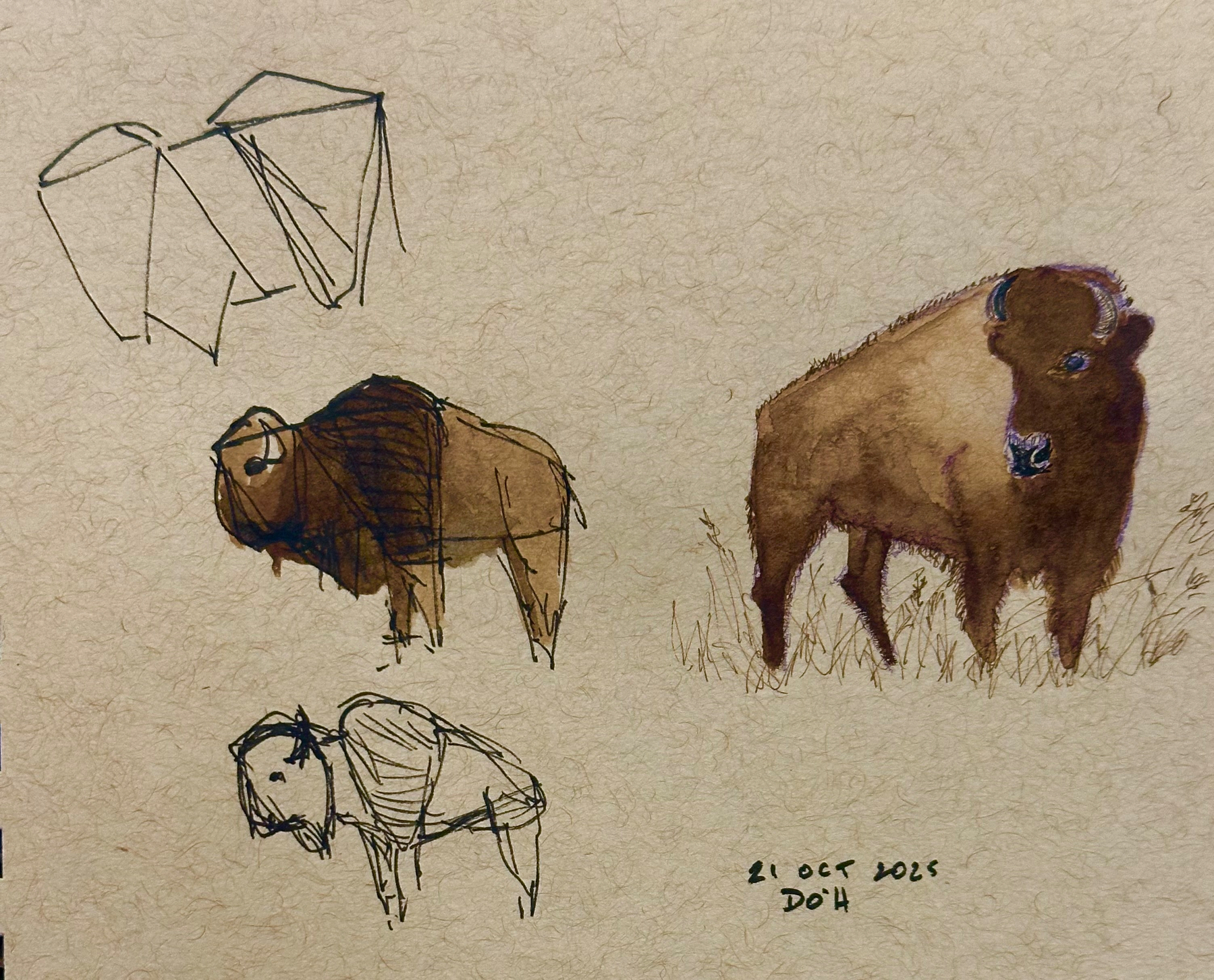 A series of sketches showing different stages of drawing a bison, from geometric shapes to a detailed colored illustration.