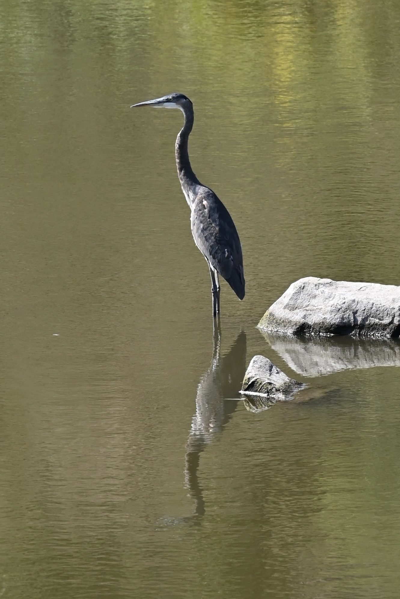 A blue heron stands in calm, reflective water beside a rock.