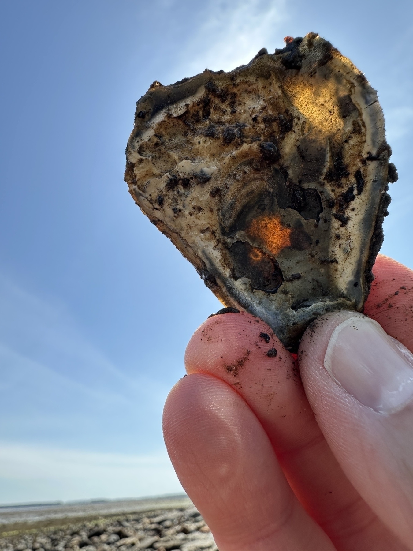 A hand is holding up an oyster shell with sunlight shining through one side against a clear blue sky background.