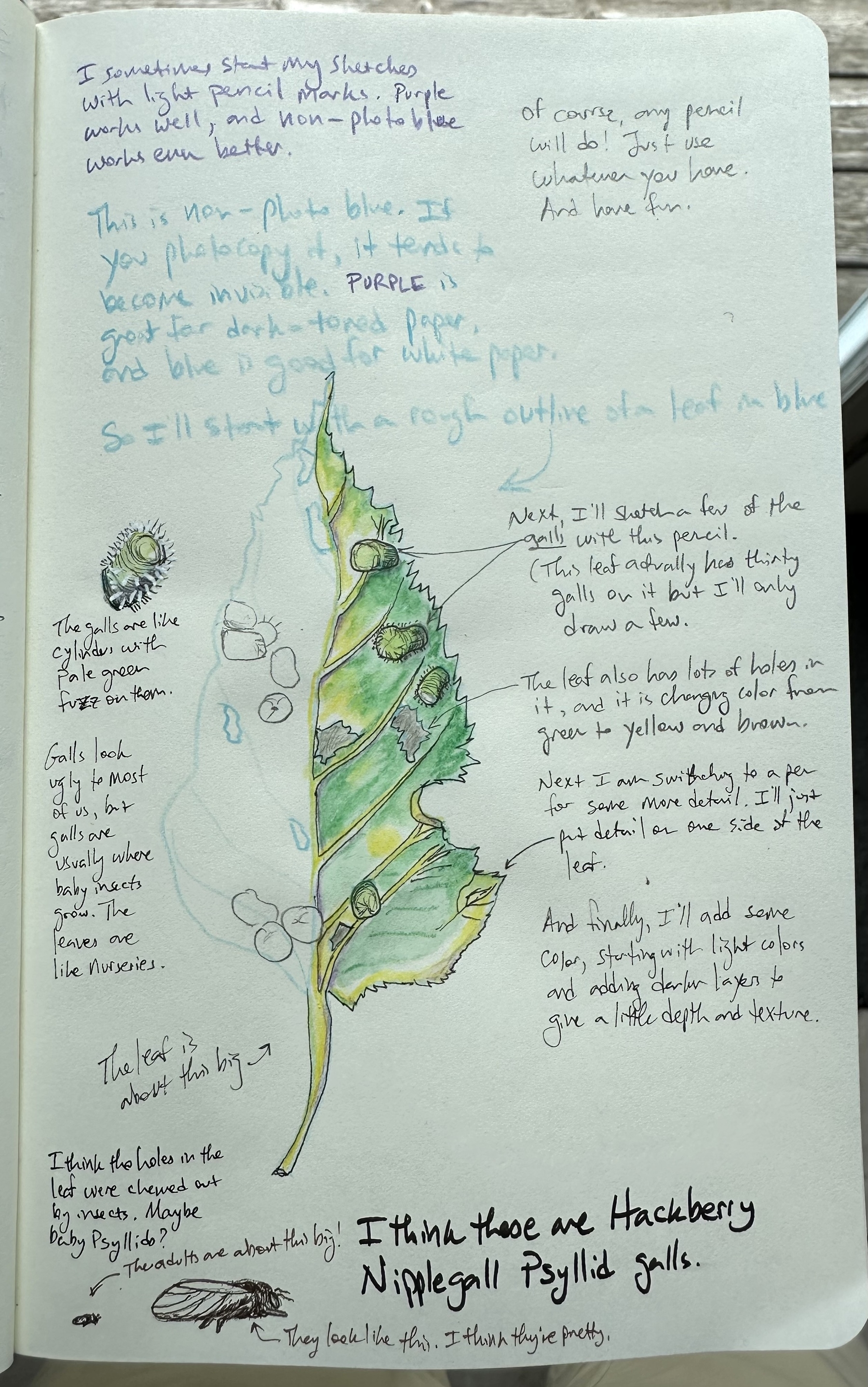 A sketchbook page features a detailed drawing of a leaf with notes and instructions about sketching techniques, including pencil and ink details, and observations on leaf textures and galls.
