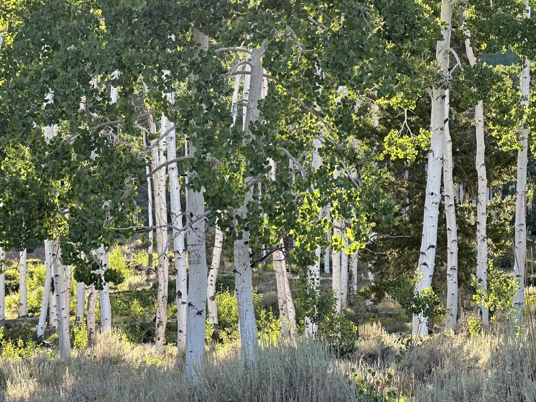 A grove of tall, slender aspen trees with white bark and green leaves stands in a sunlit forest area.