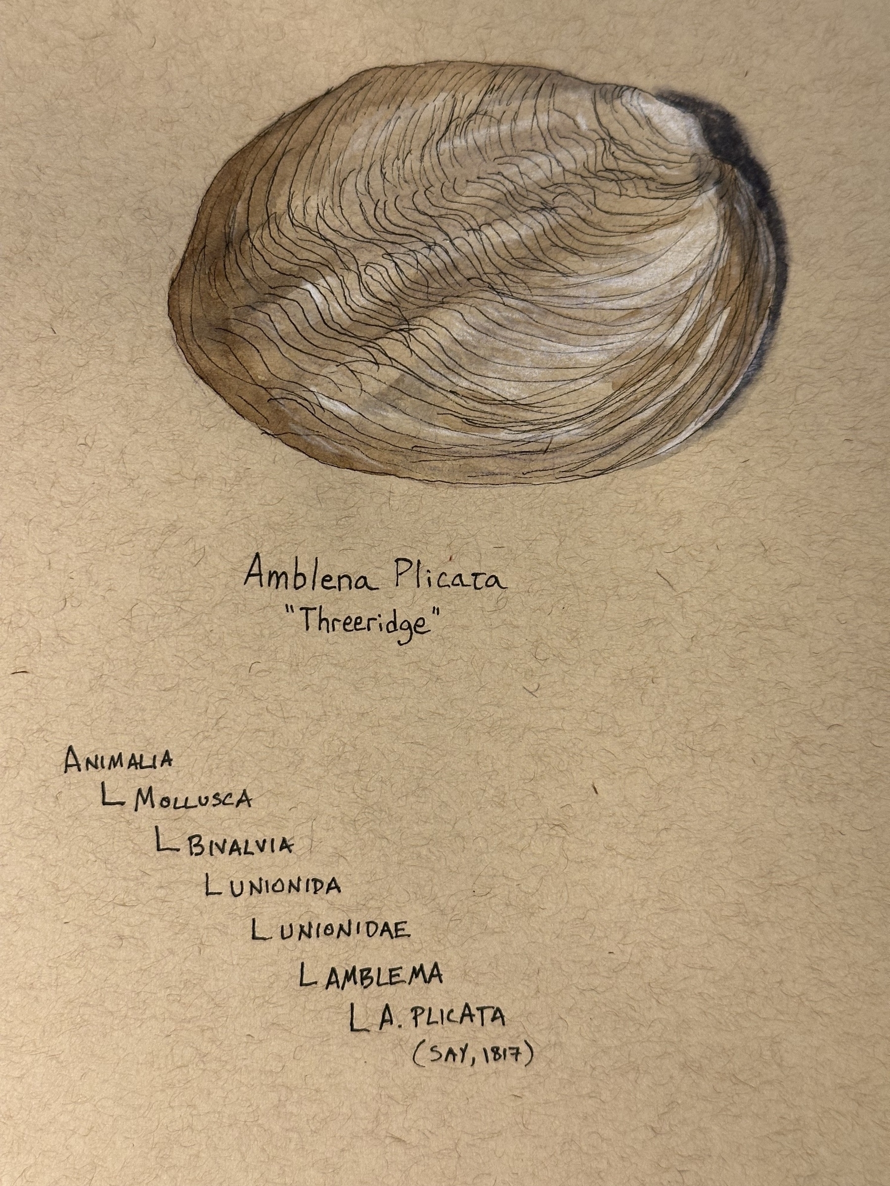 A detailed drawing of a "Threeridge" mussel shell is shown alongside its taxonomic classification.