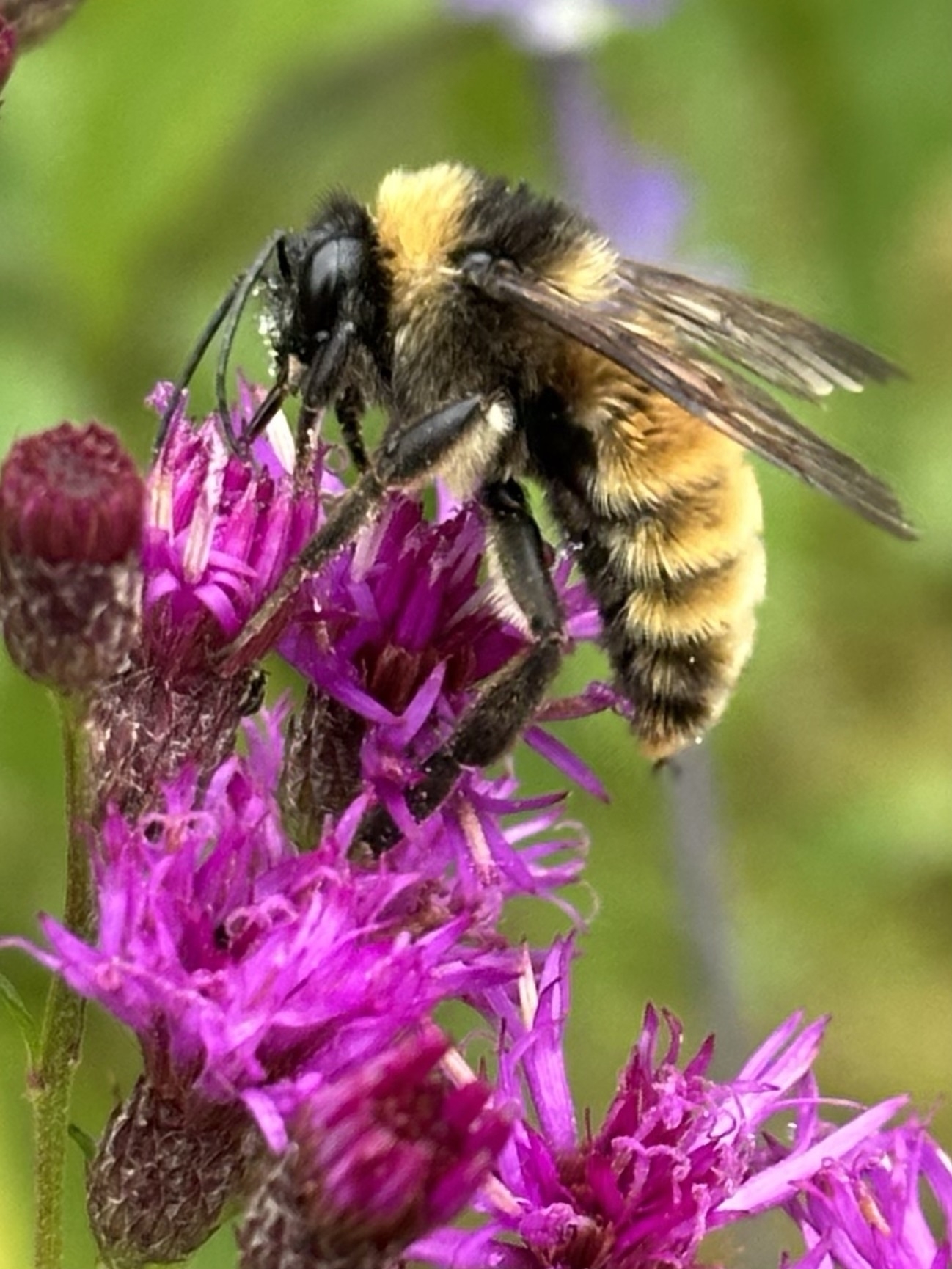 A bee is collecting nectar from vibrant purple flowers.