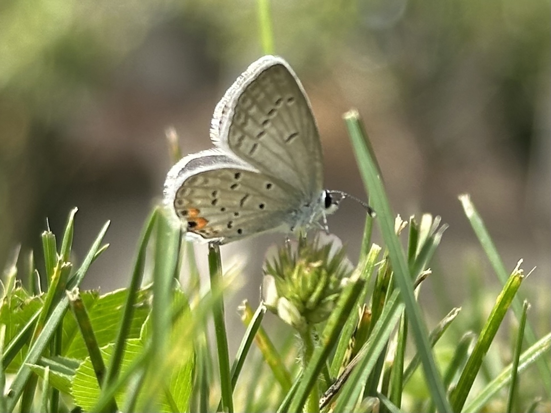 A small butterfly with delicate wings rests on a clover head among blades of grass amidst a green, natural setting.