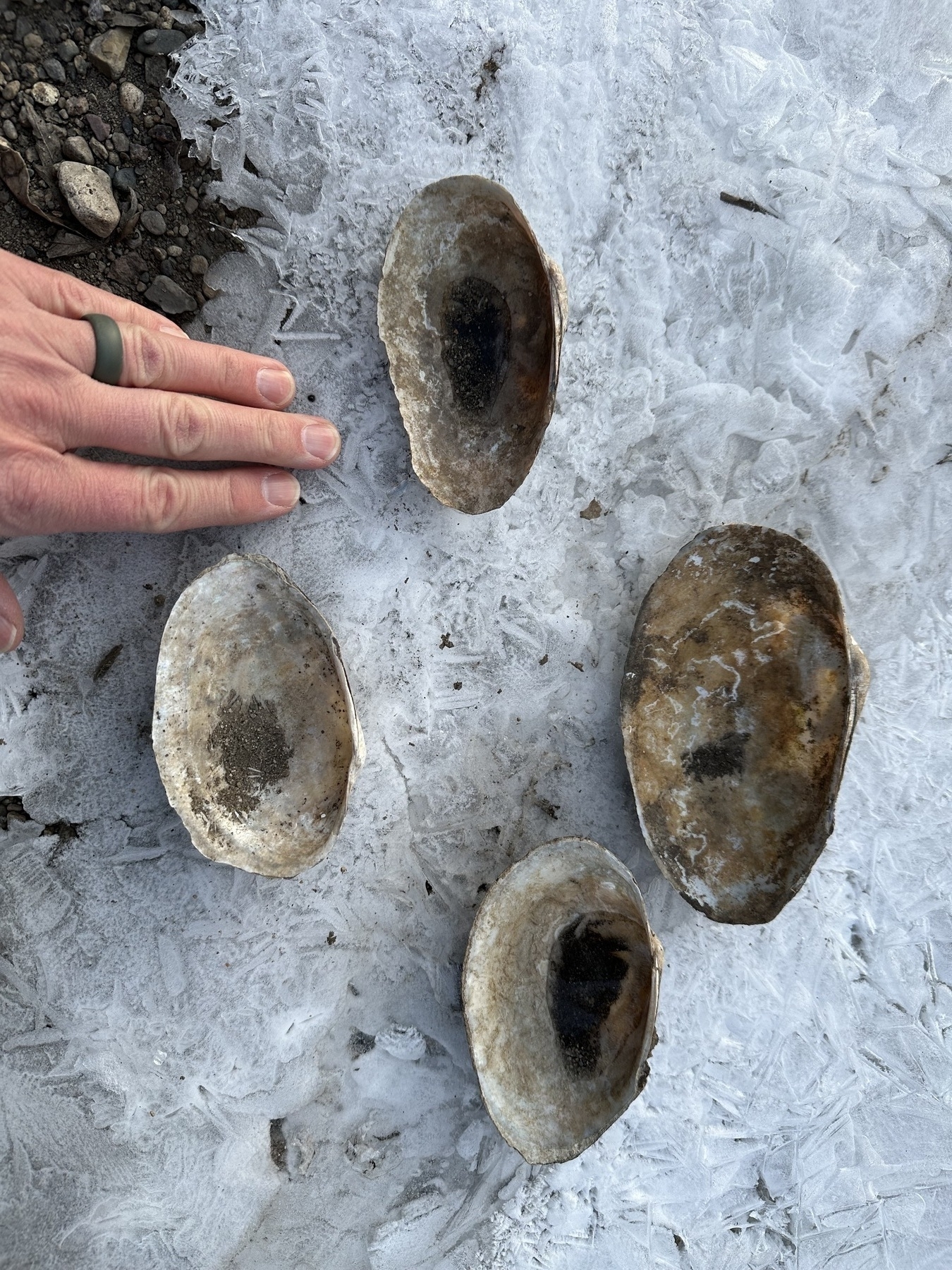 Auto-generated description: Four freshwater mussel shells are arranged on icy ground next to a person’s hand for scale.