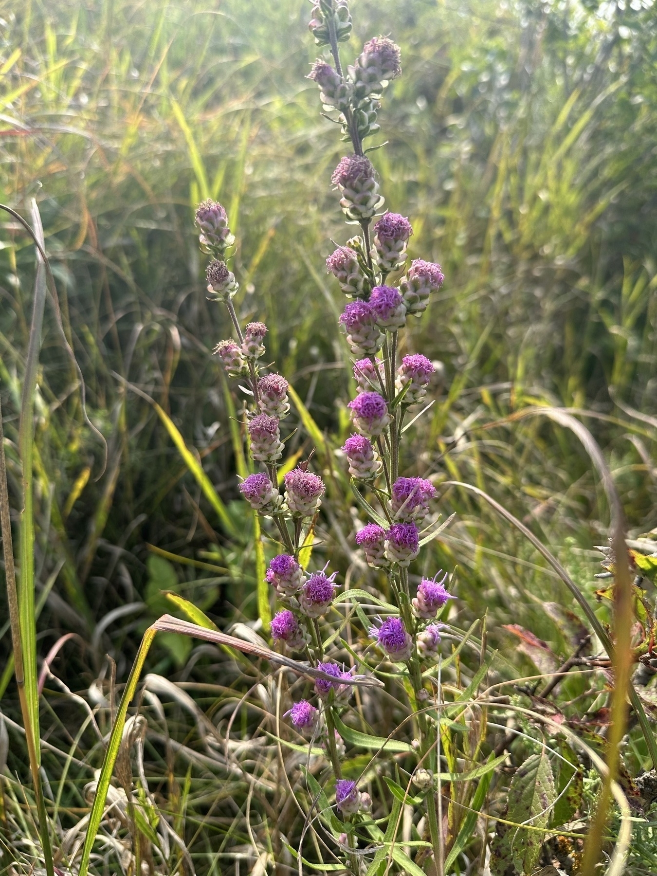 Auto-generated description: A tall stalk of purple wildflowers is surrounded by lush green grass.