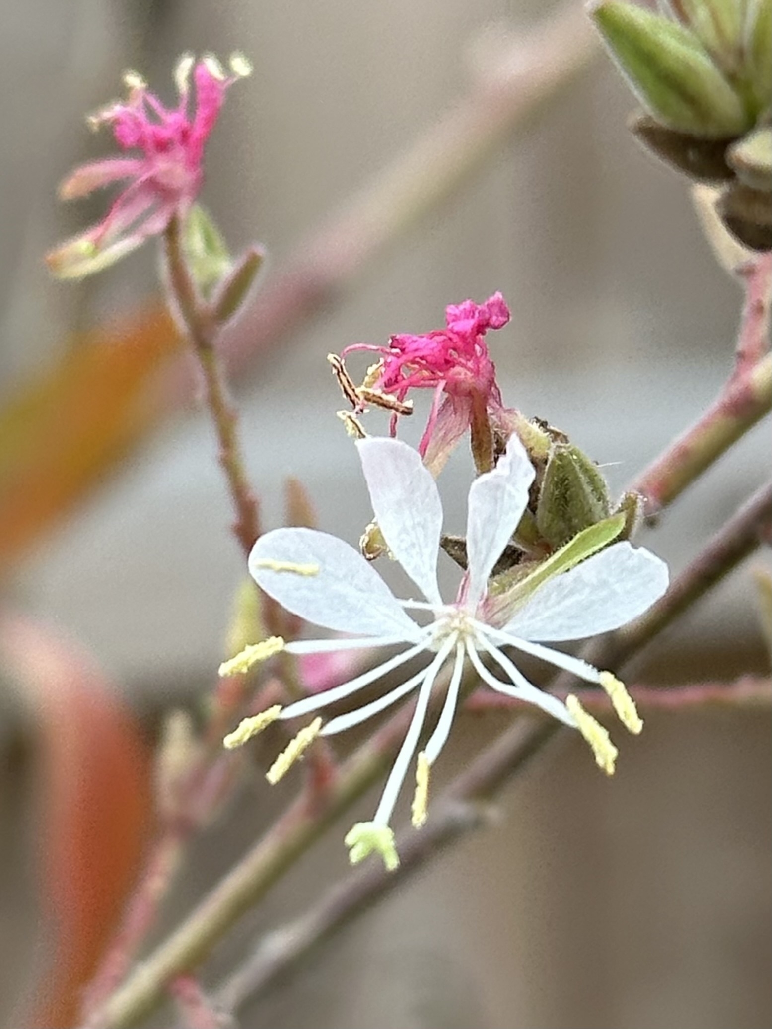 Auto-generated description: Delicate white flowers with thin petals and pink buds are set against a soft, blurred background.