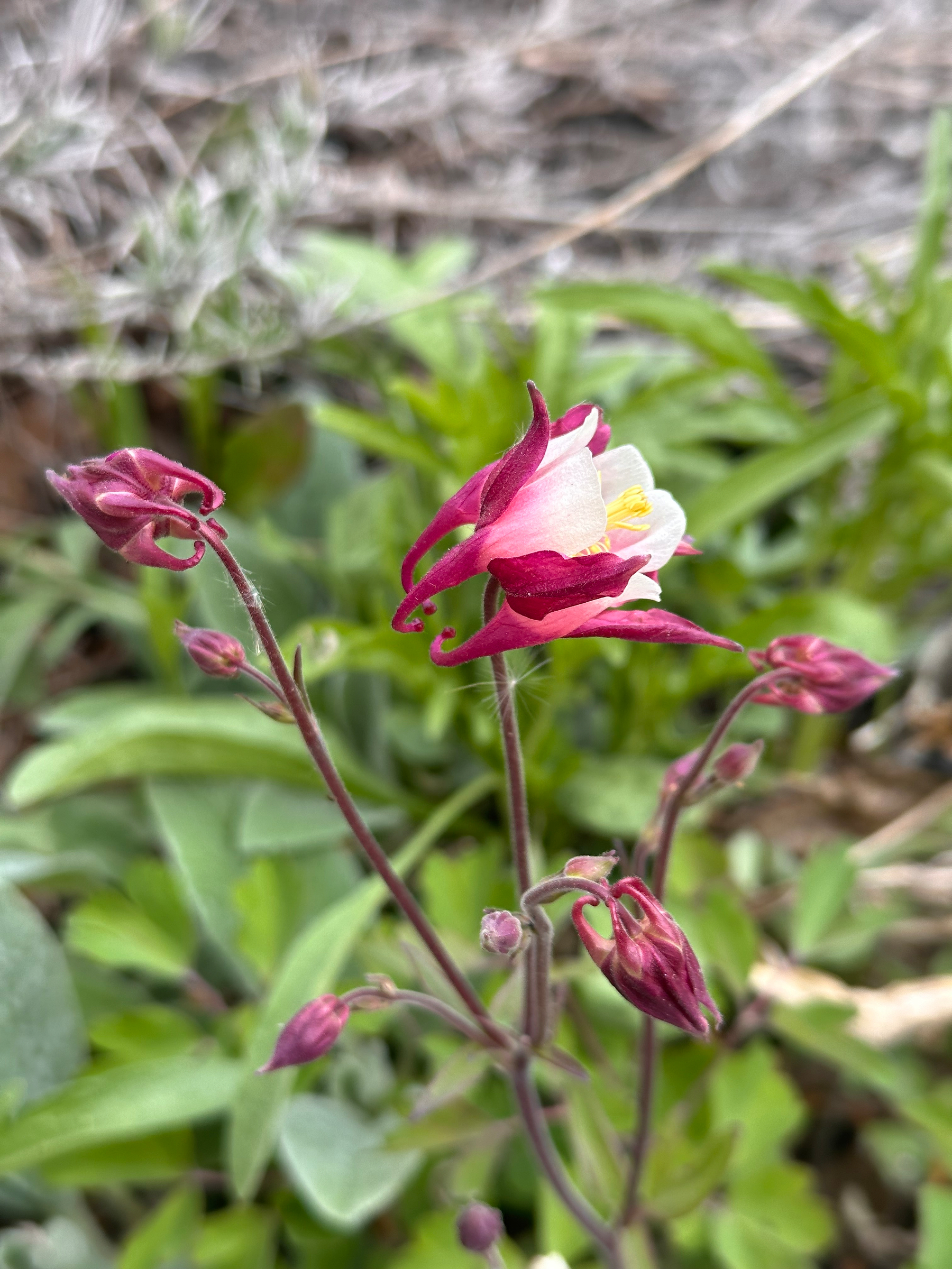 A vibrant columbine flower with pink petals and a white center is surrounded by lush green foliage.