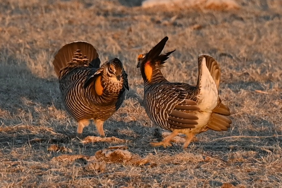 Two prairie chickens with distinct markings are interacting on a grassy ground.