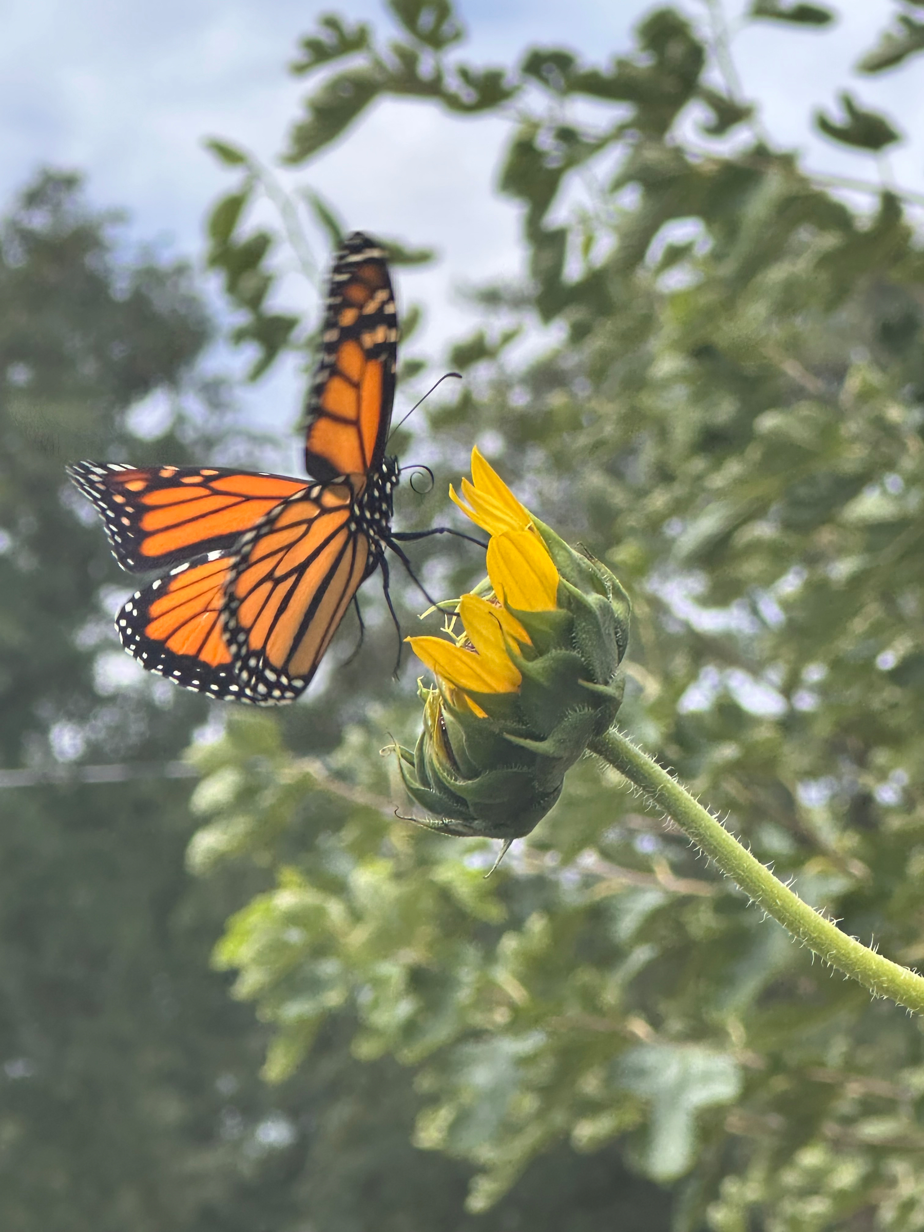 A vibrant monarch butterfly is perched on a partially opened sunflower against a blurred green foliage background.