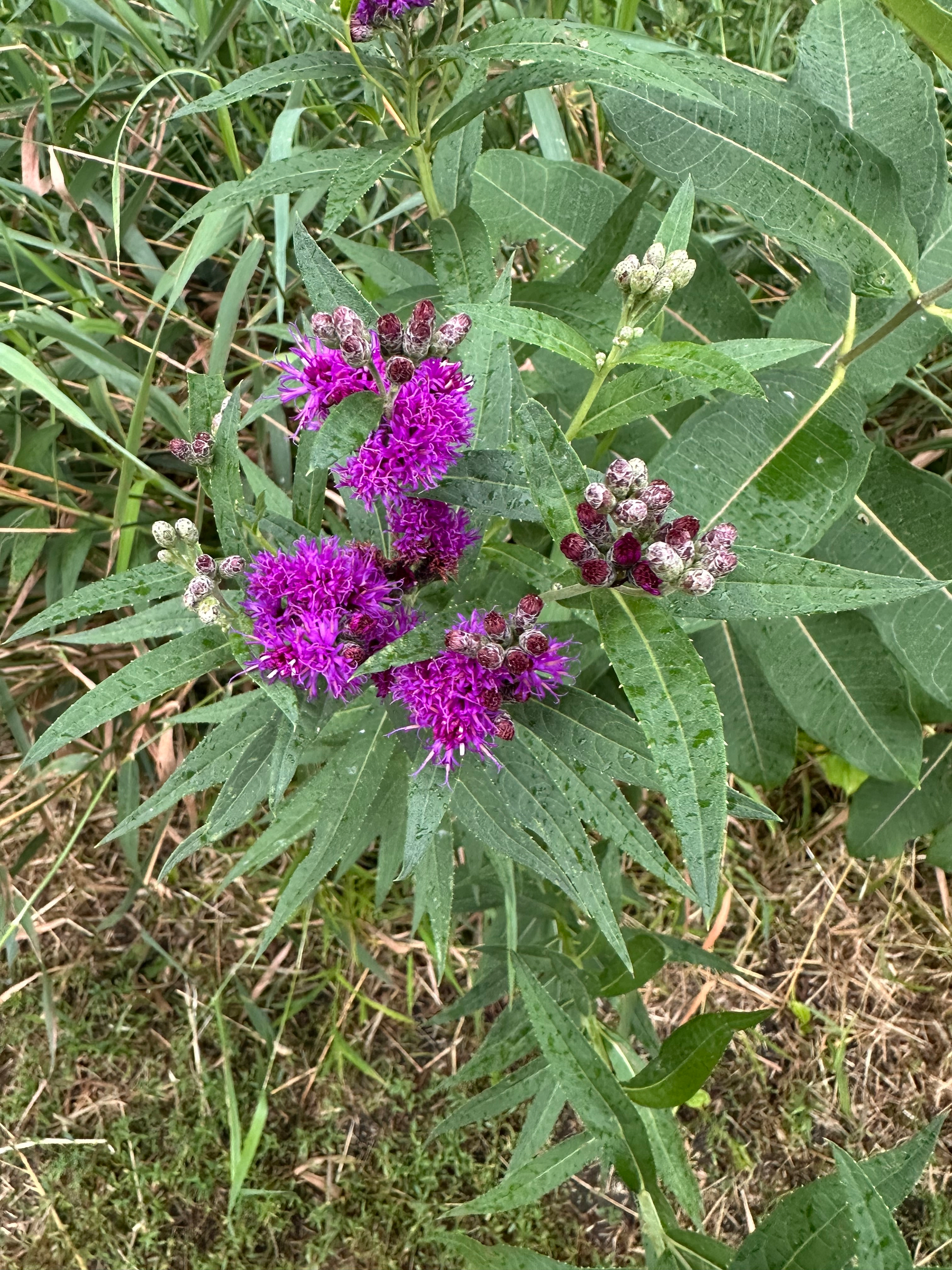Purple flowers with clusters of small buds are surrounded by long, lance-shaped green leaves in a natural outdoor setting. Ironweed. 