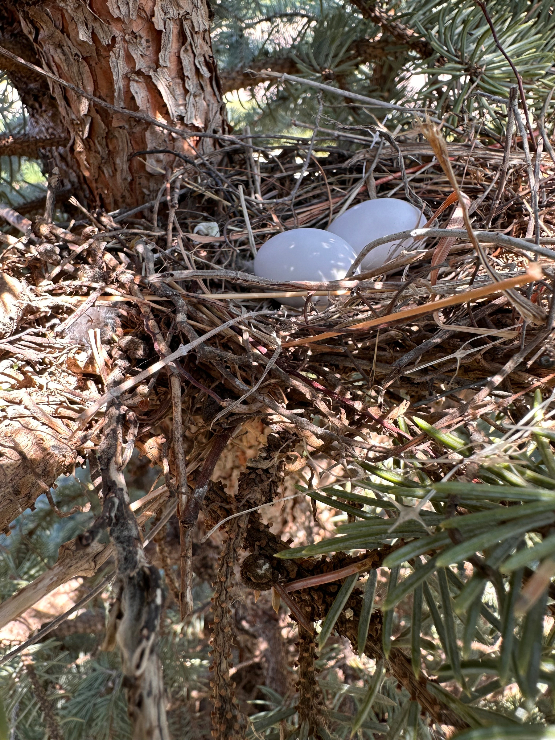 A bird's nest containing two mourning dove eggs is nestled among the branches of a pine tree.