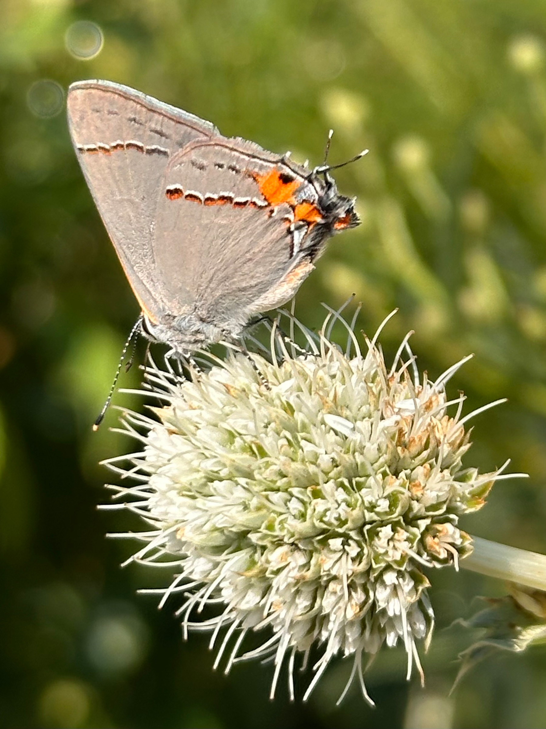 A small butterfly with gray wings featuring orange and black markings is perched on a white, spiky flower against a blurred green background.