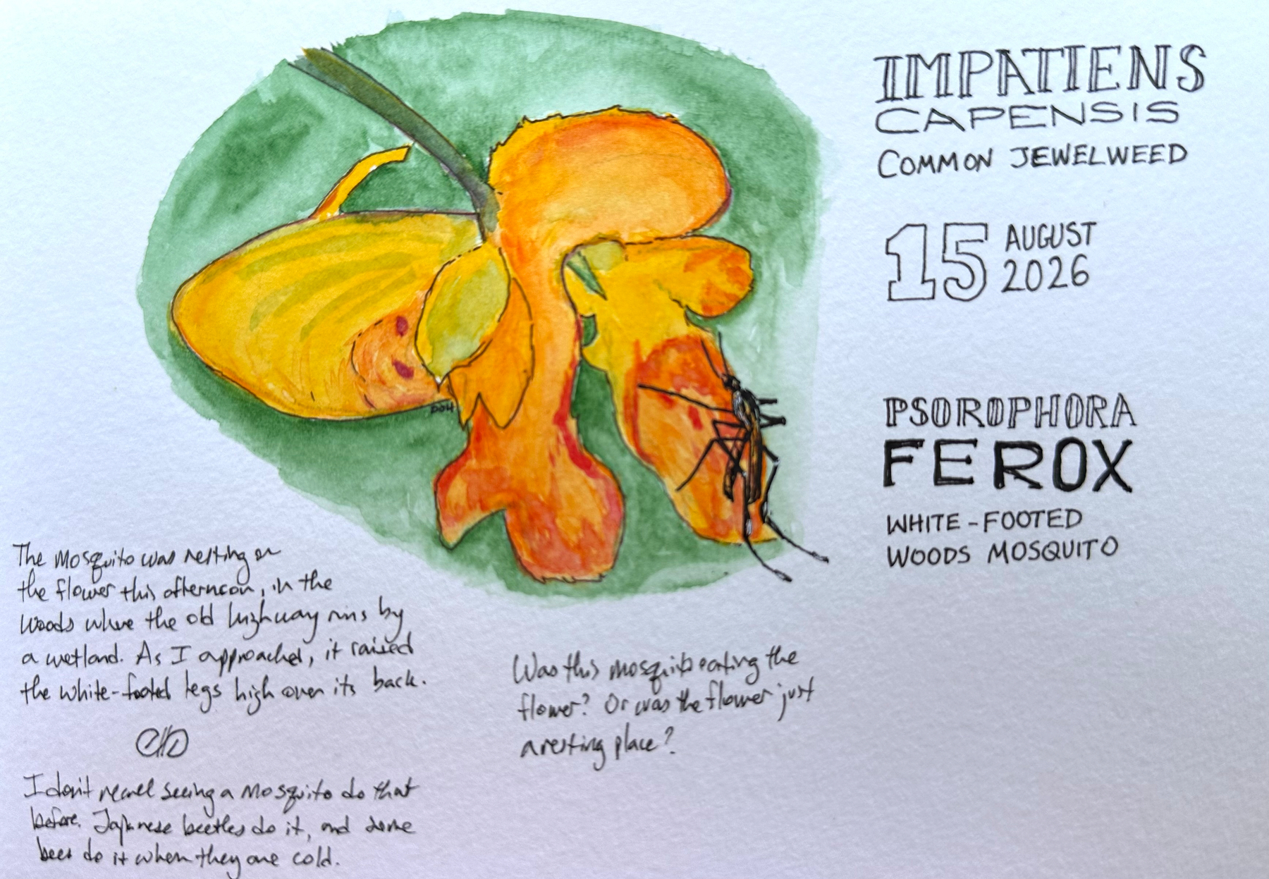 A watercolor illustration of an Impatiens capensis flower, also known as Common Jewelweed, dated August 15, 2026, accompanied by notes about a white-footed woods mosquito (Psorophora ferox) observed resting on the flower.
