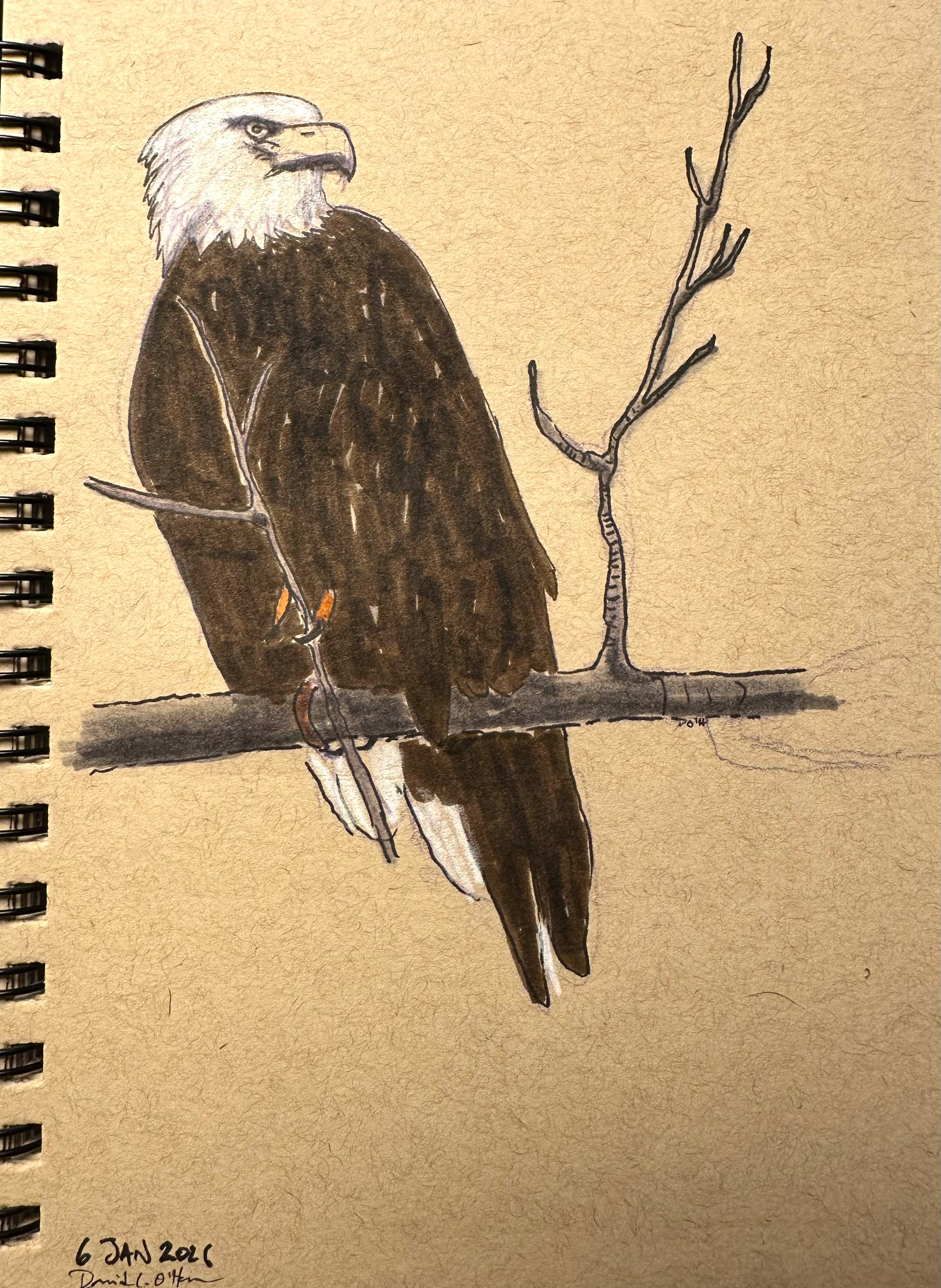 A pencil and watercolor sketch depicts a bald eagle perched on a bare branch.