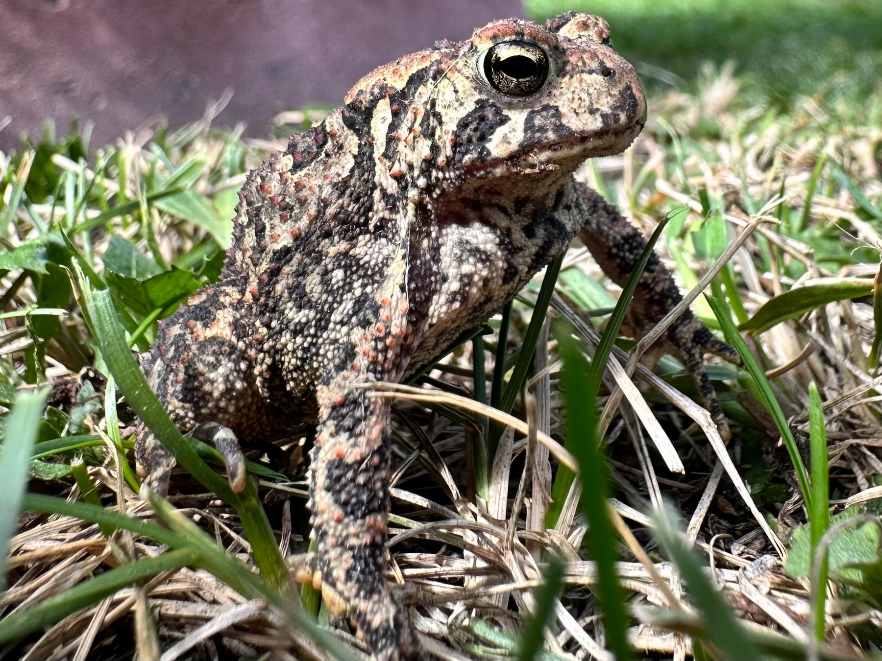 A toad with rough, patterned skin is sitting among green grass and dry blades on the ground.