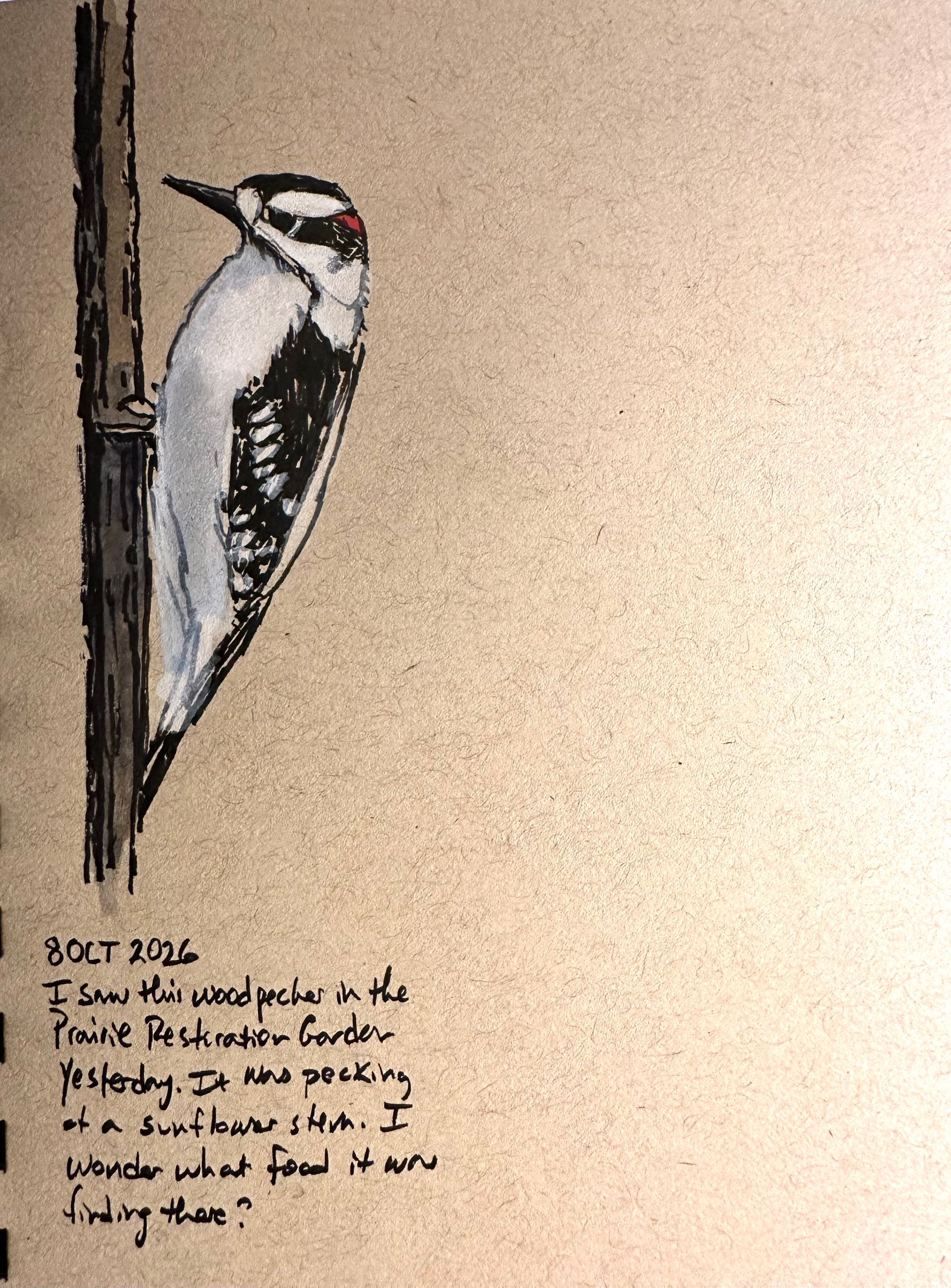 A detailed drawing of a woodpecker clinging to the side of a dry sunflower stalk is accompanied by handwritten notes describing its sighting and behavior.