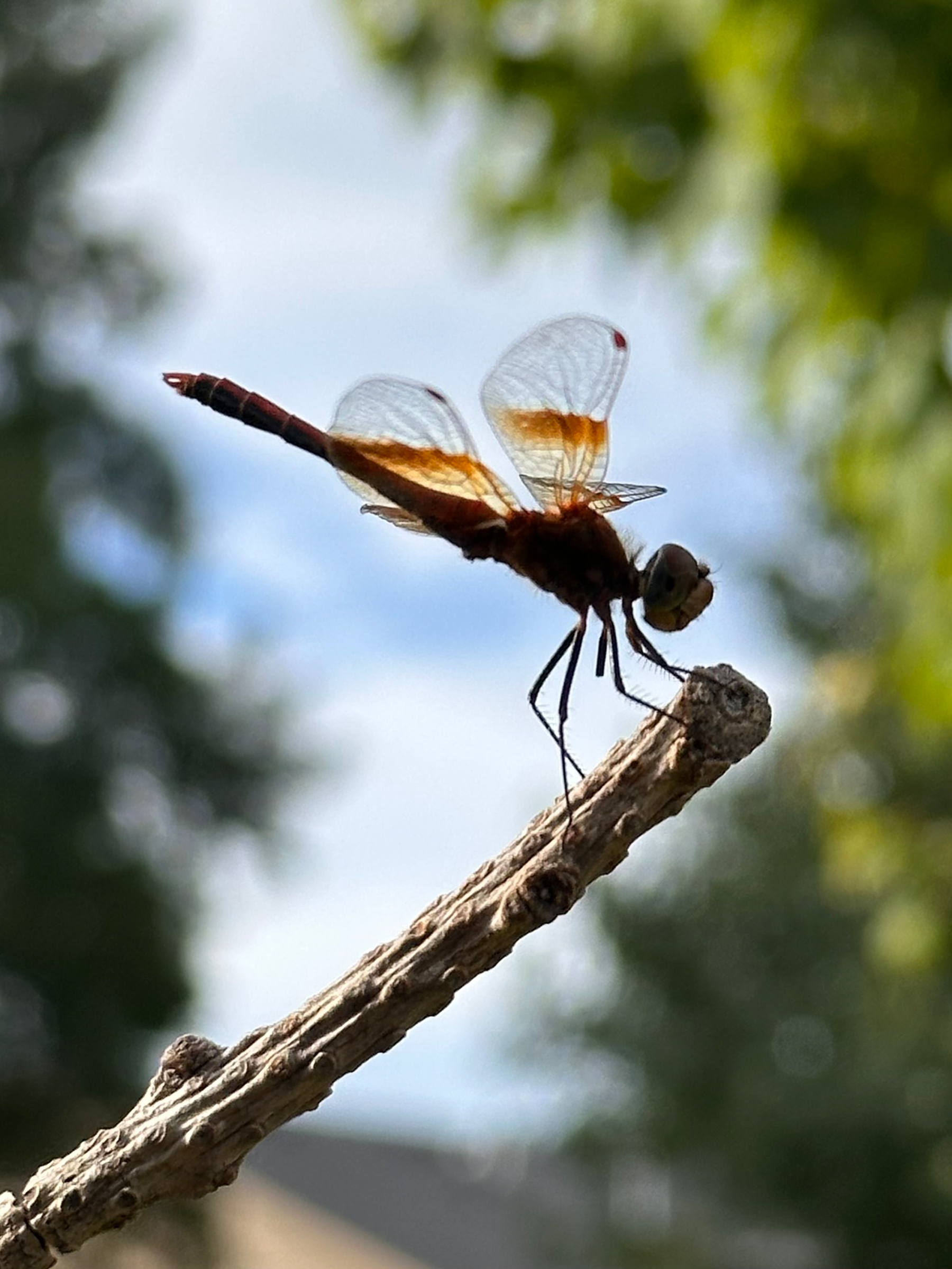 A dragonfly with translucent wings featuring orange bands is perched on the tip of a dry twig against a blurred natural background.