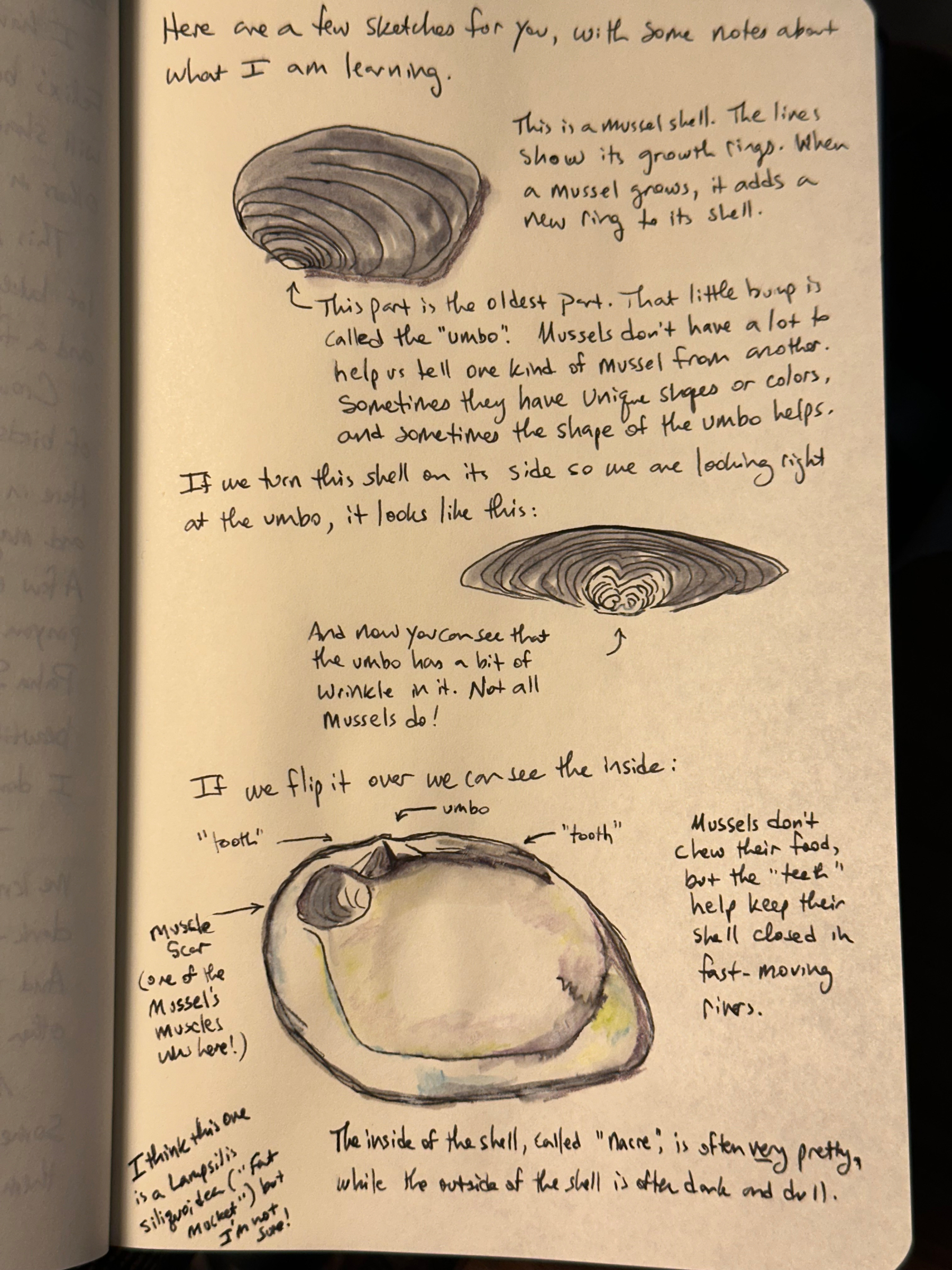 A sketchbook page displays illustrations of a mussel shell, accompanied by handwritten notes explaining its parts and characteristics.