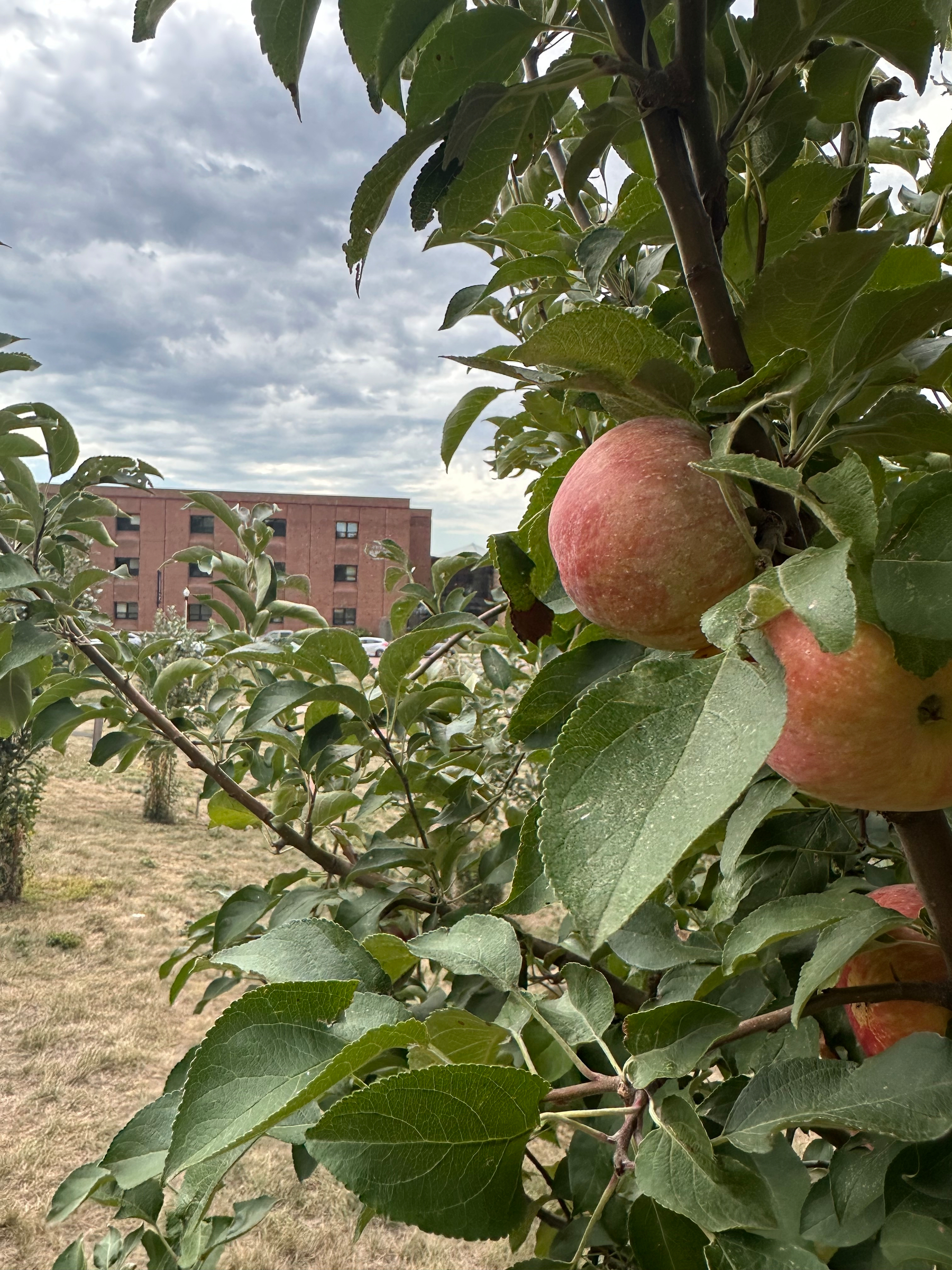 Ripe apples hang on a tree branch in an orchard with a brick building visible in the background under a cloudy sky.