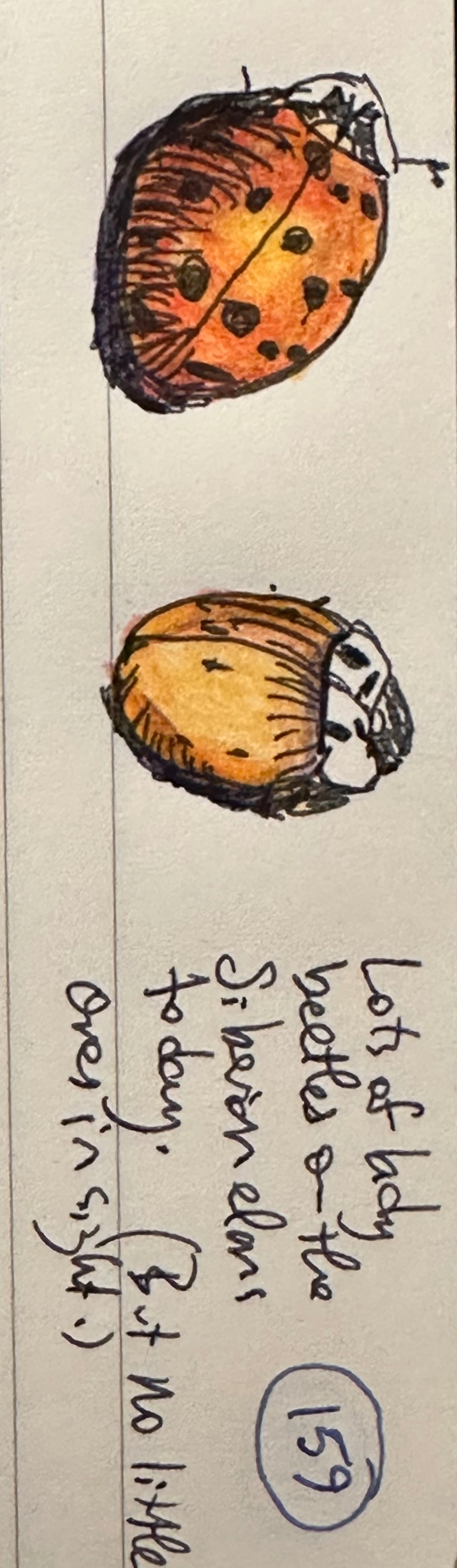 Two drawings of lady beetles, one red with black spots and the other yellow with black spots, are accompanied by handwritten notes describing their characteristics.