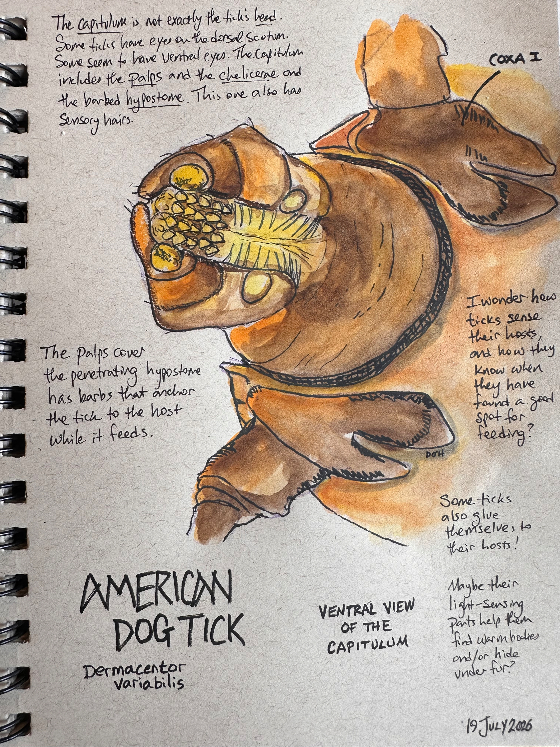 A detailed watercolor and ink sketch of an American Dog Tick's capitulum from a ventral view, accompanied by handwritten notes explaining its anatomical features and behavior.
