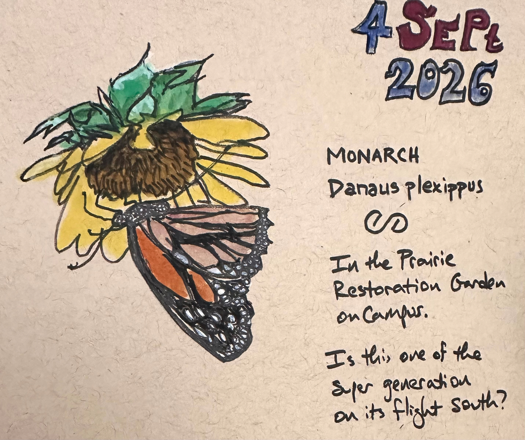 A hand-drawn illustration of a monarch butterfly on a yellow flower is accompanied by handwritten notes and a date of 4 September 2026.