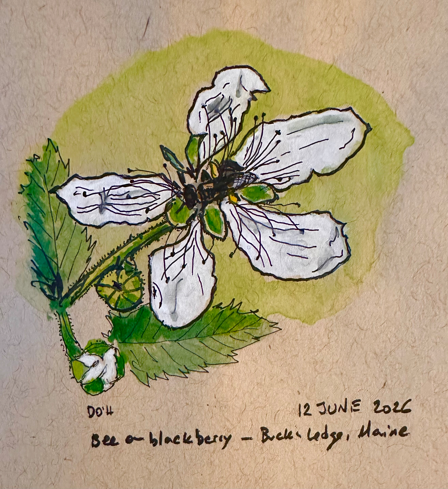 A bee is perched on a blooming blackberry flower with green leaves, accompanied by a handwritten note detailing the location and date.