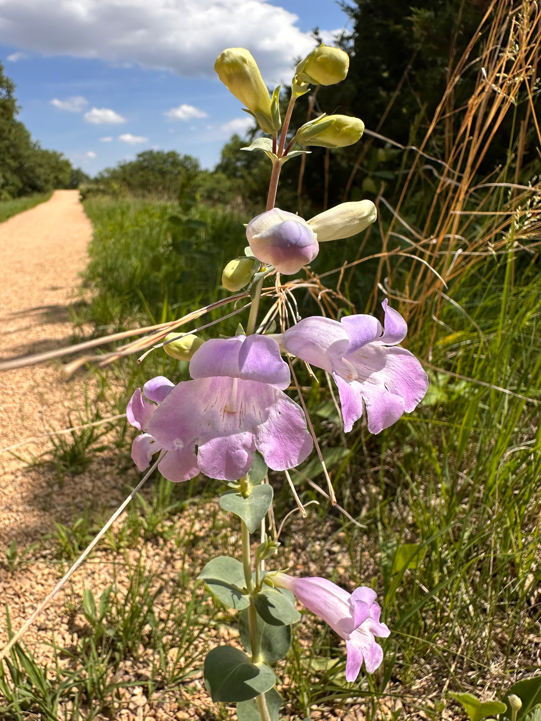 Purple flowers bloom along a gravel path with greenery on a sunny day.