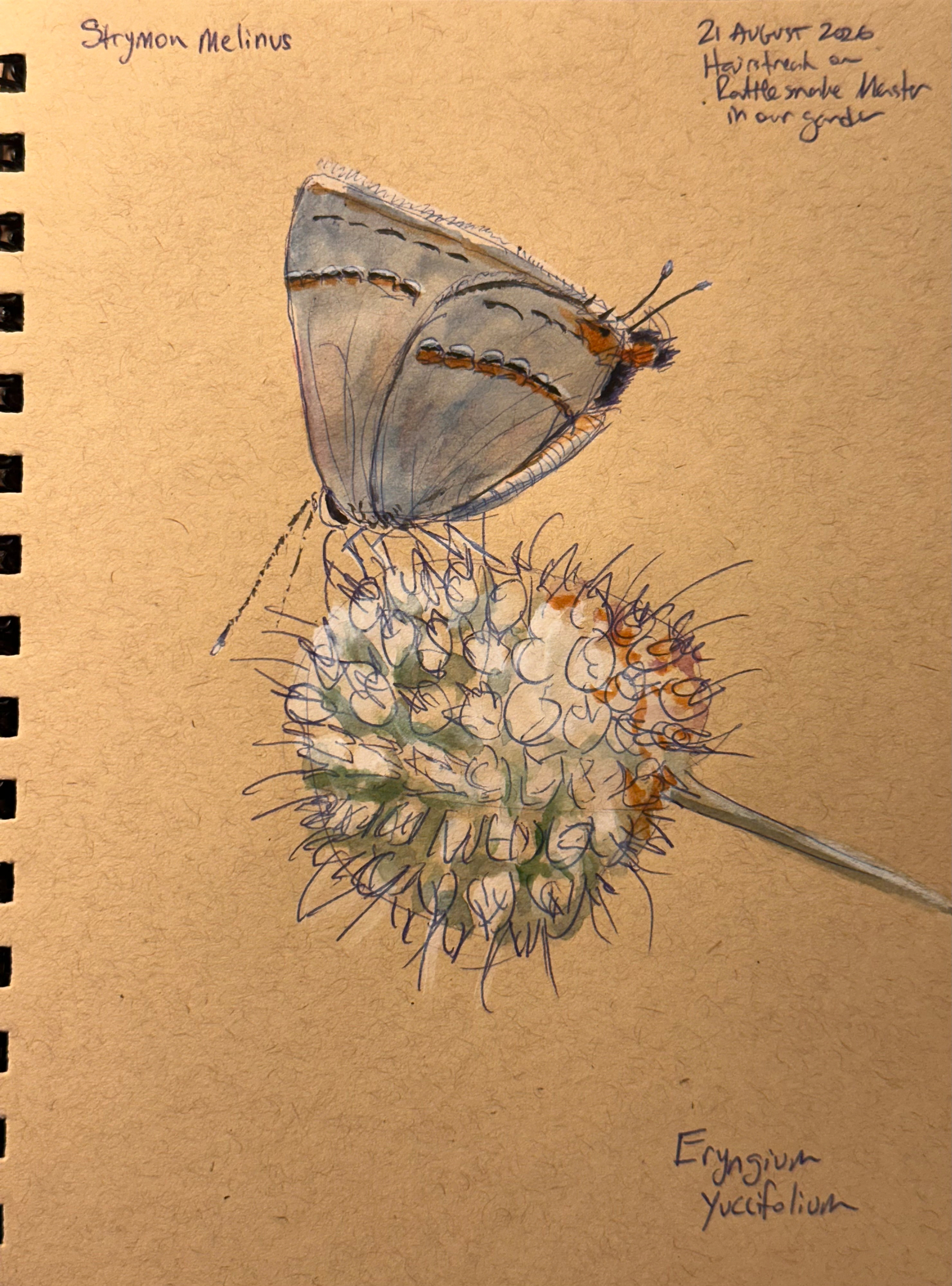 A delicate butterfly with grey and orange markings is perched on a spiky, round flower head with fine details drawn on a brown sketchbook page.
