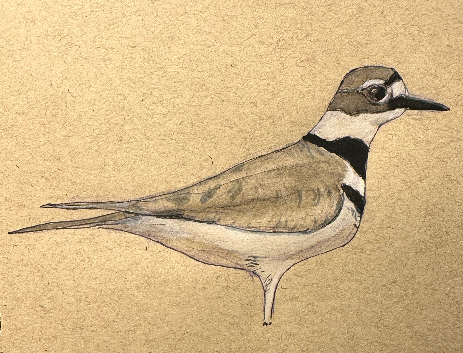 A detailed illustration of a bird with brown and white plumage, featuring distinct black markings, set against a textured beige background.