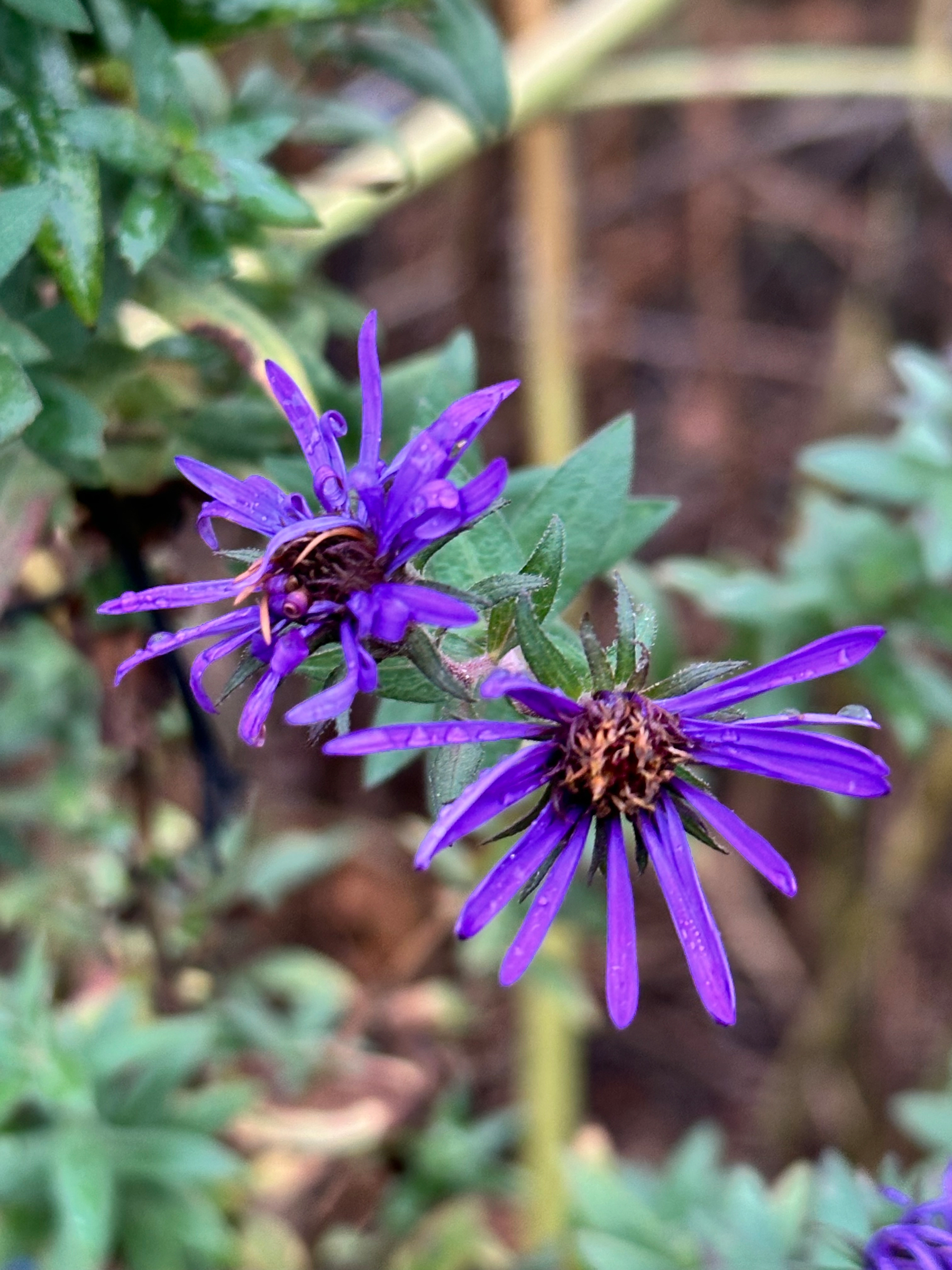Two vibrant purple flowers with elongated petals are shown against a blurred background of green foliage.