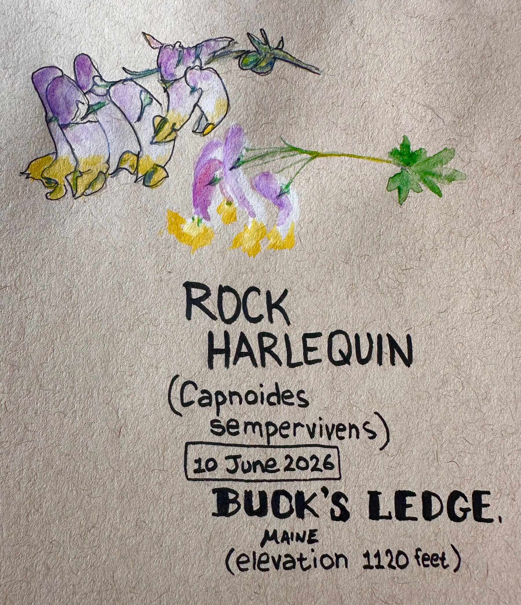A hand-drawn illustration of Rock Harlequin flowers is accompanied by text noting its scientific name, the date June 10, 2026, and the location Buck's Ledge, Maine, with an elevation of 1120 feet.